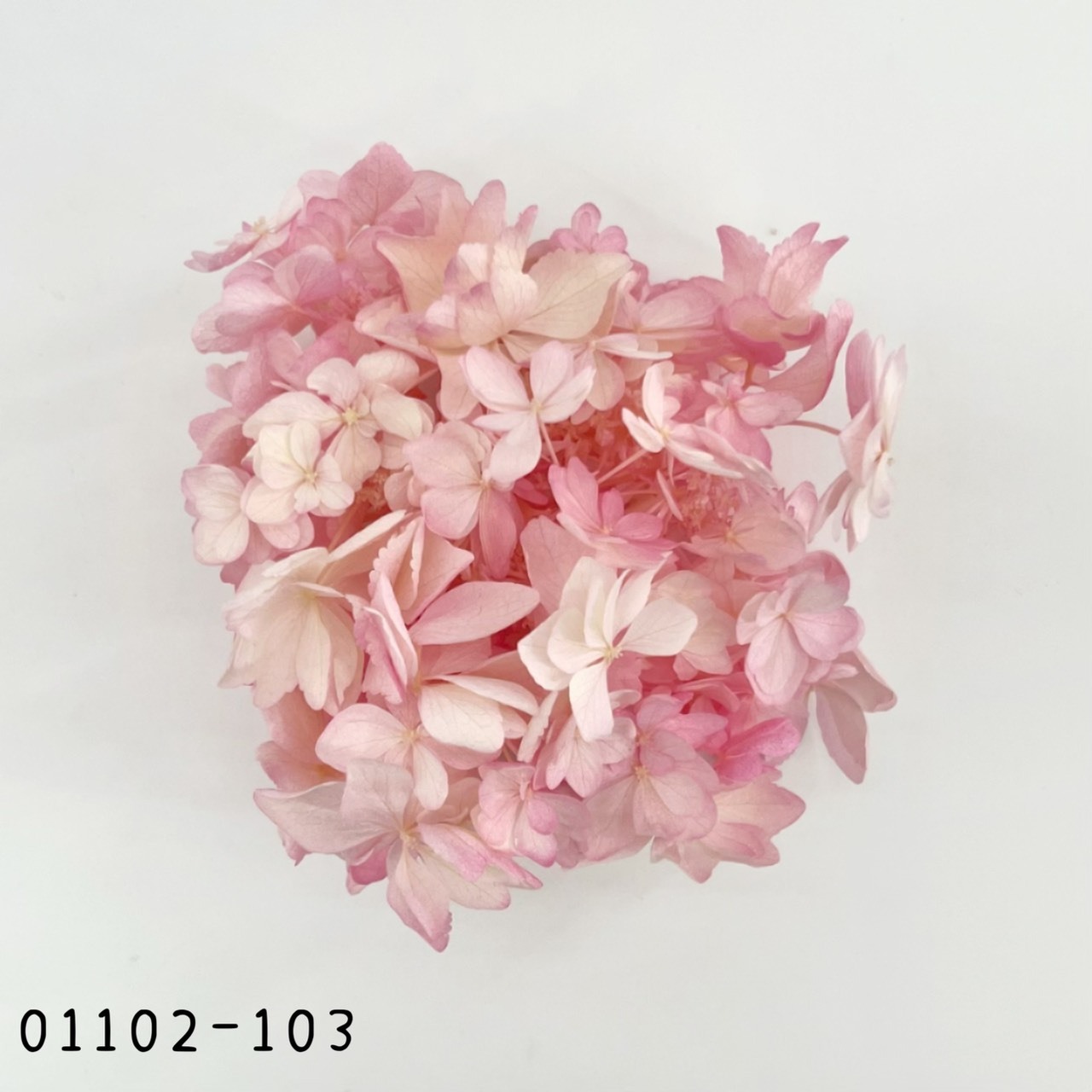 日本不凋蝴蝶繡球 01102-103《秋季新品》