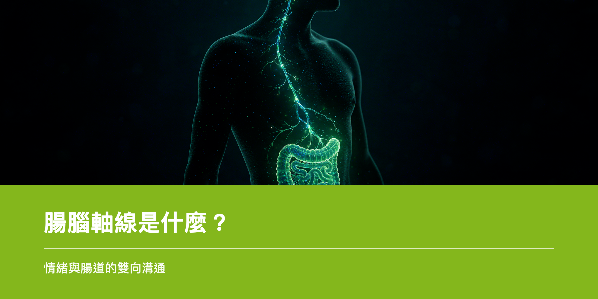腸道與大腦神經連結意象，象徵腸腦軸線