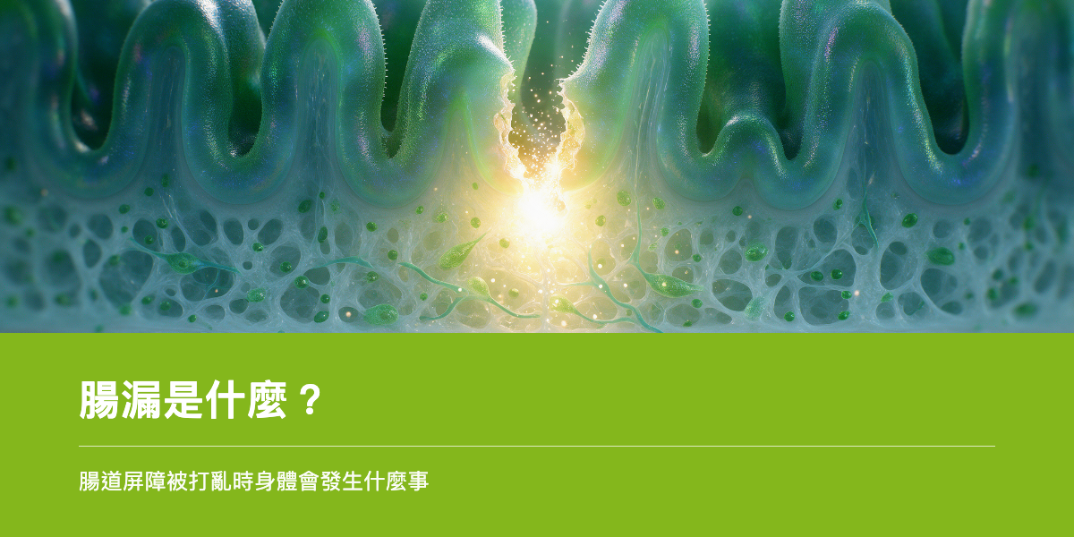 腸道上皮細胞屏障示意，象徵腸道通透性