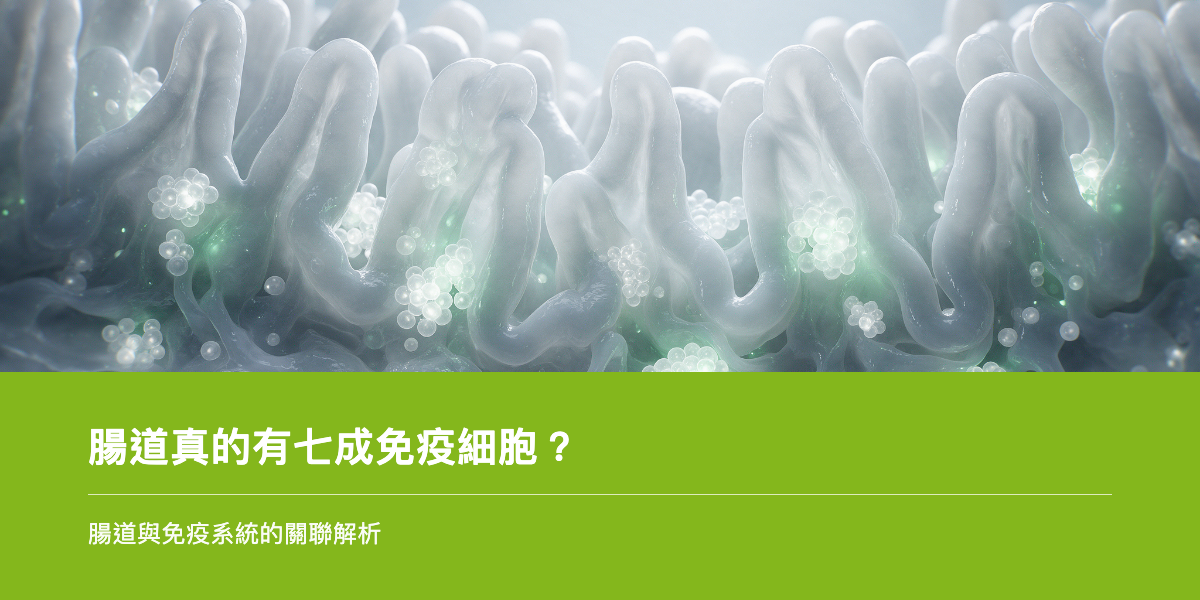 腸道相關淋巴組織意象，象徵腸道與免疫系統的關聯