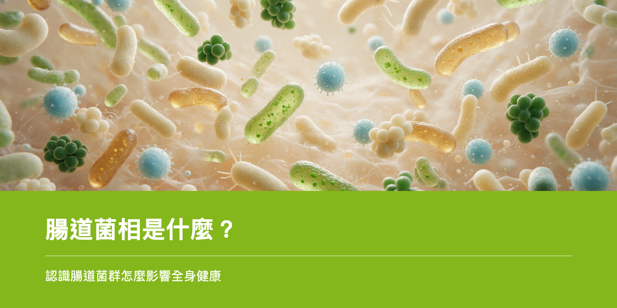 腸道菌相是什麼？認識腸道菌群怎麼影響全身健康