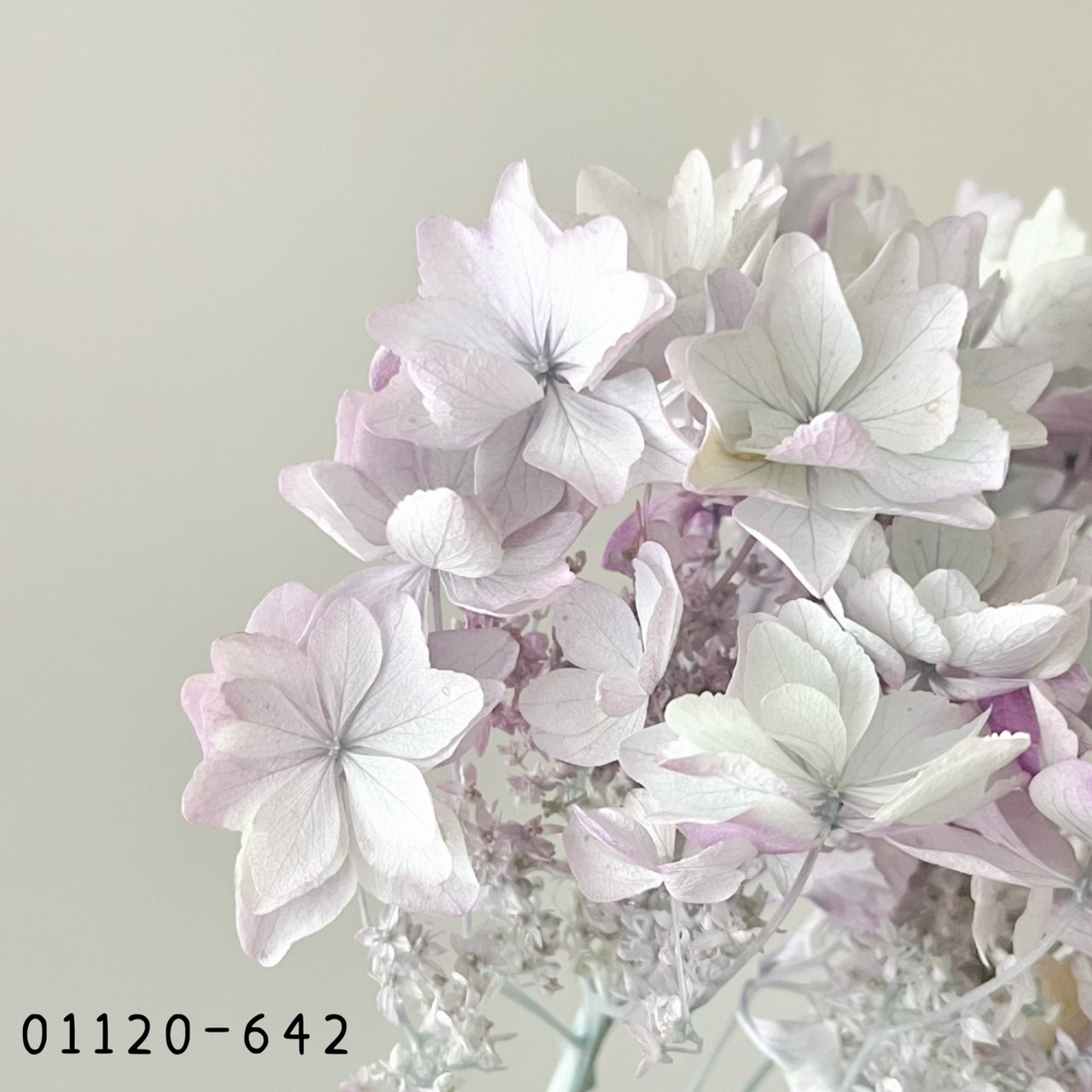 日本不凋蝴蝶繡球 01120-642《秋季新品》
