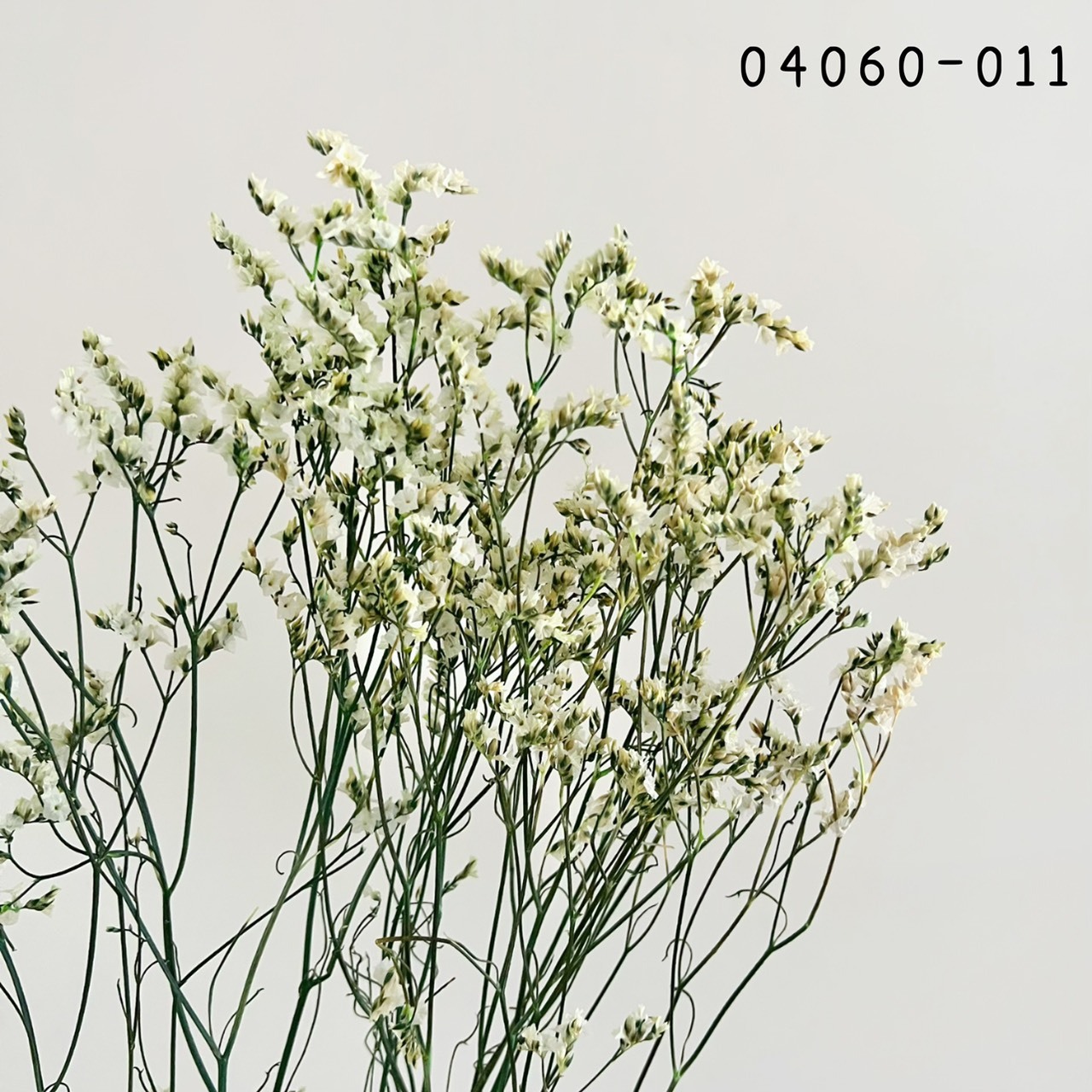 日本不凋水晶花 04060-011