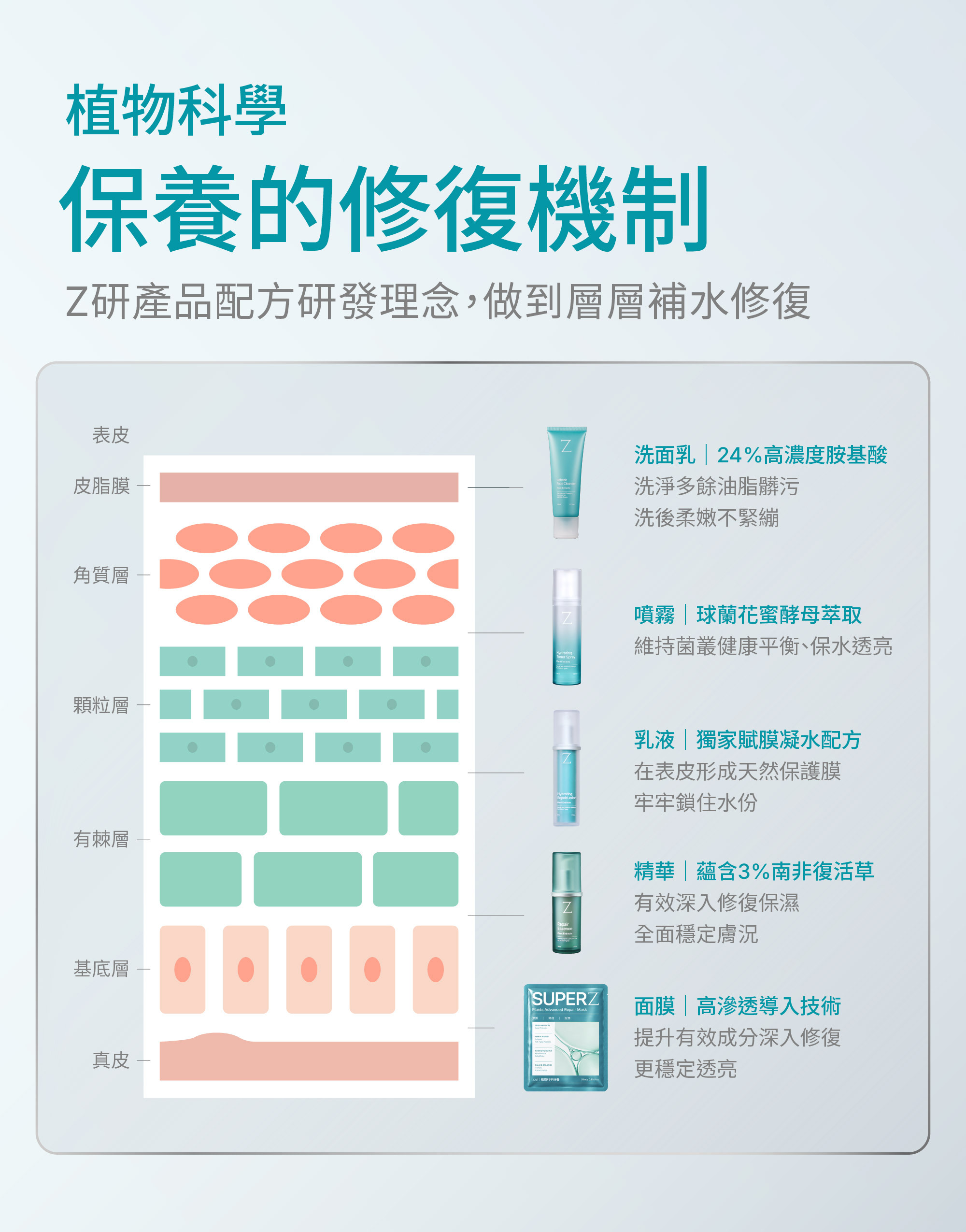 Z研植物科學保養機制圖解,以肌膚分層結構說明胺基酸洗面乳、瞬潤修復噴霧、守護修復乳液、含 3% 南非復活草的精準修復精華與賦活修復面膜的保養角色