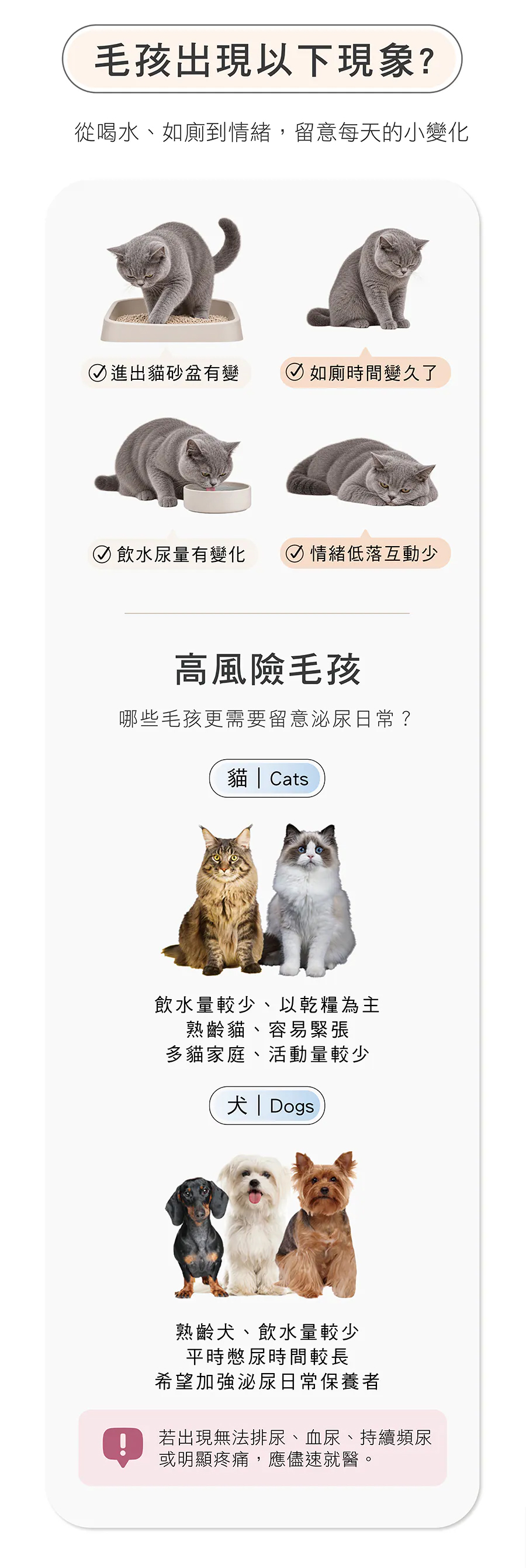犬貓進出貓砂盆與如廁時間異常徵兆 緬因貓布偶貓高齡貓與熟齡犬泌尿道日常保健需求觀察指南