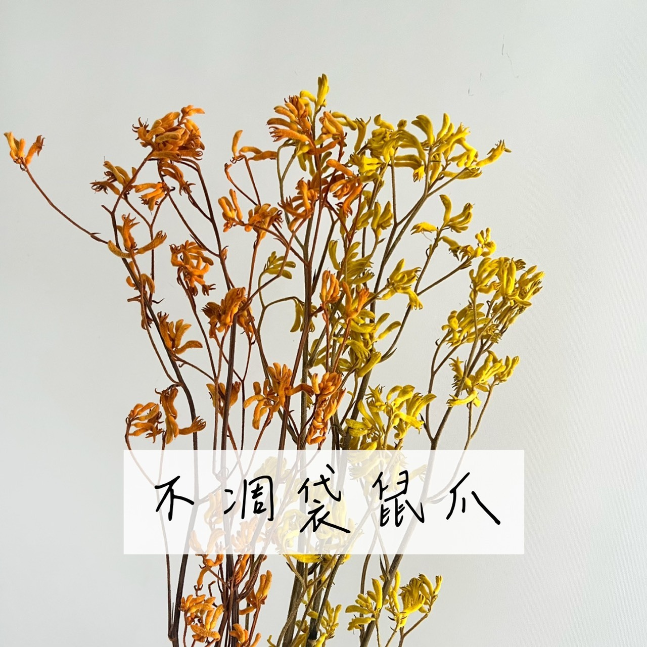 不凋袋鼠爪