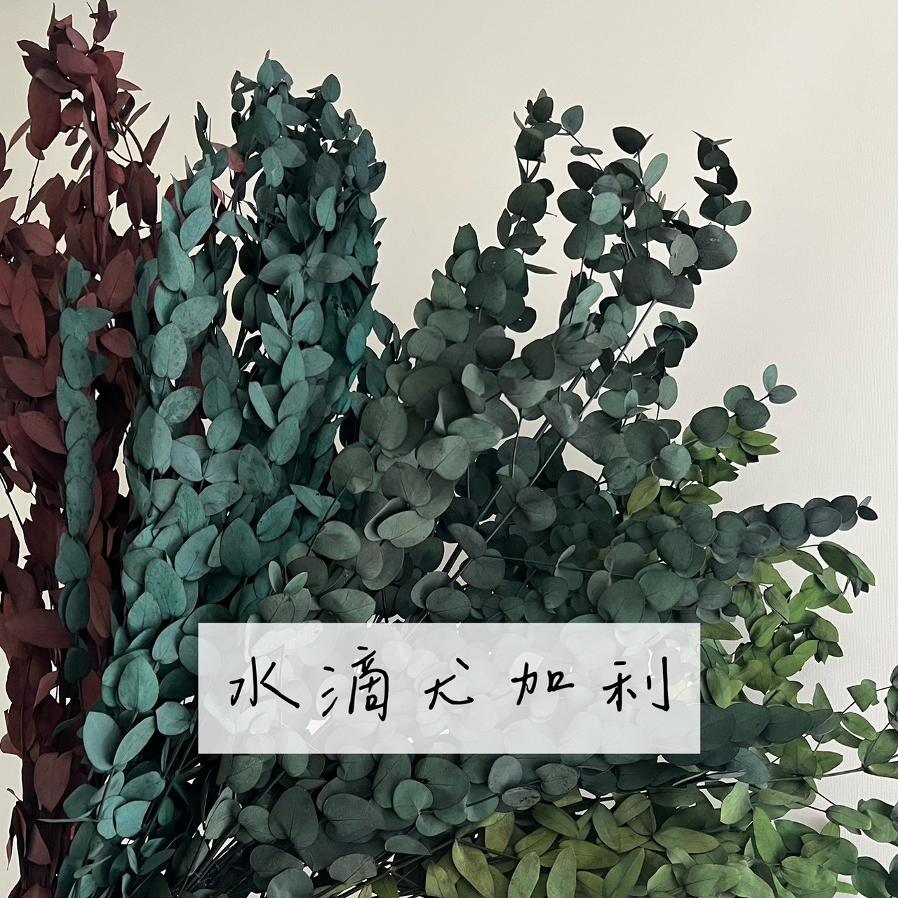 不凋水滴尤加利葉