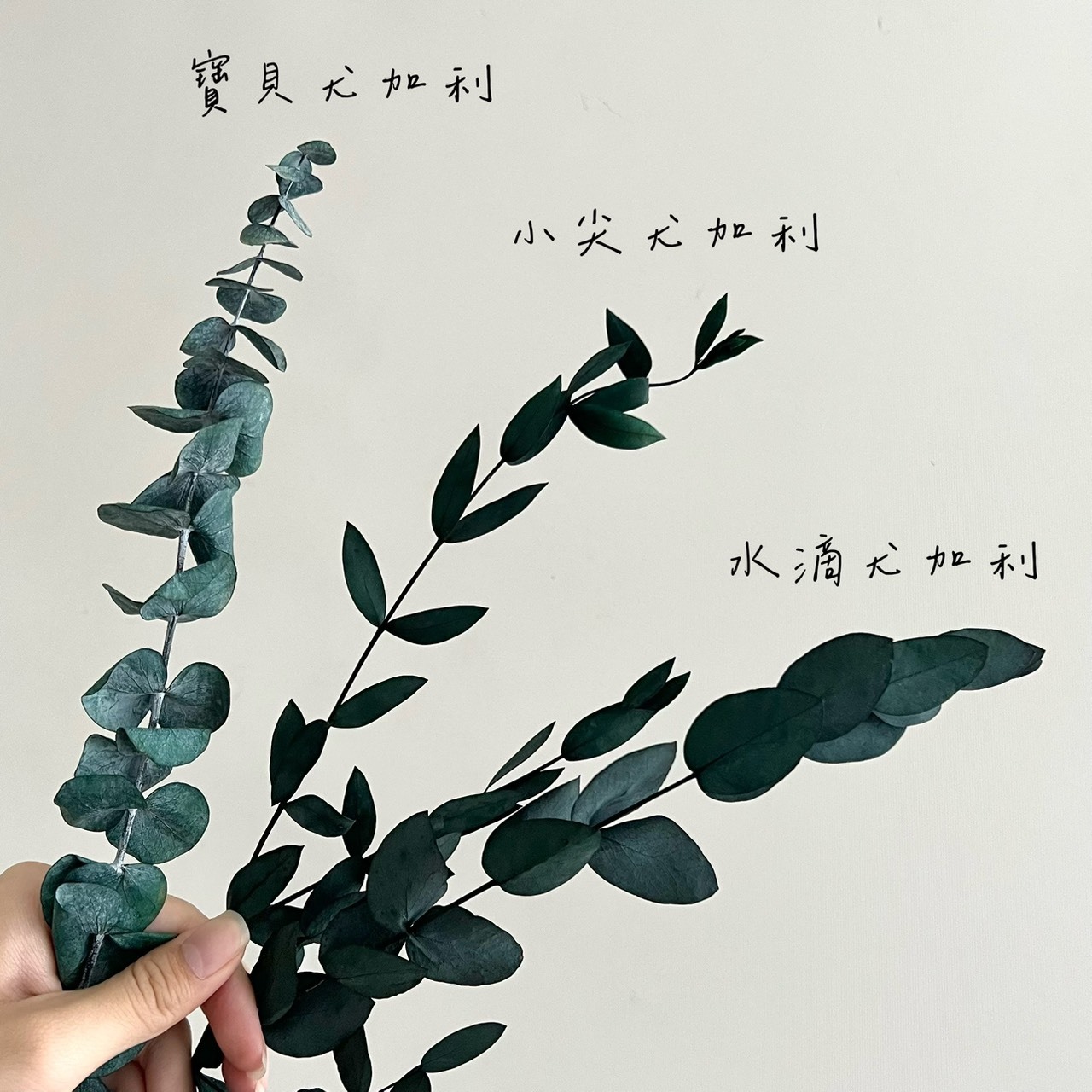 不凋水滴尤加利葉