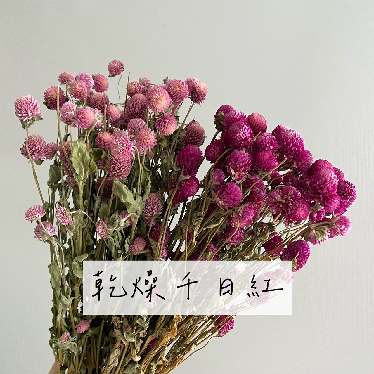 乾燥千日紅(把)