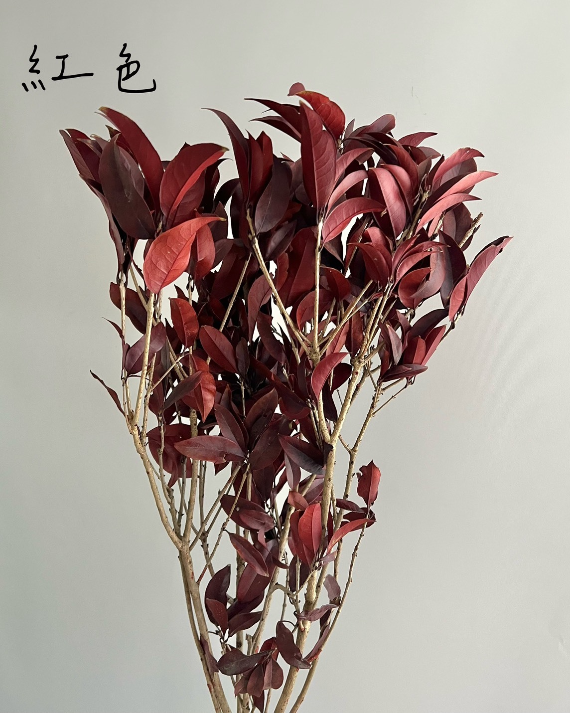不凋桂花葉