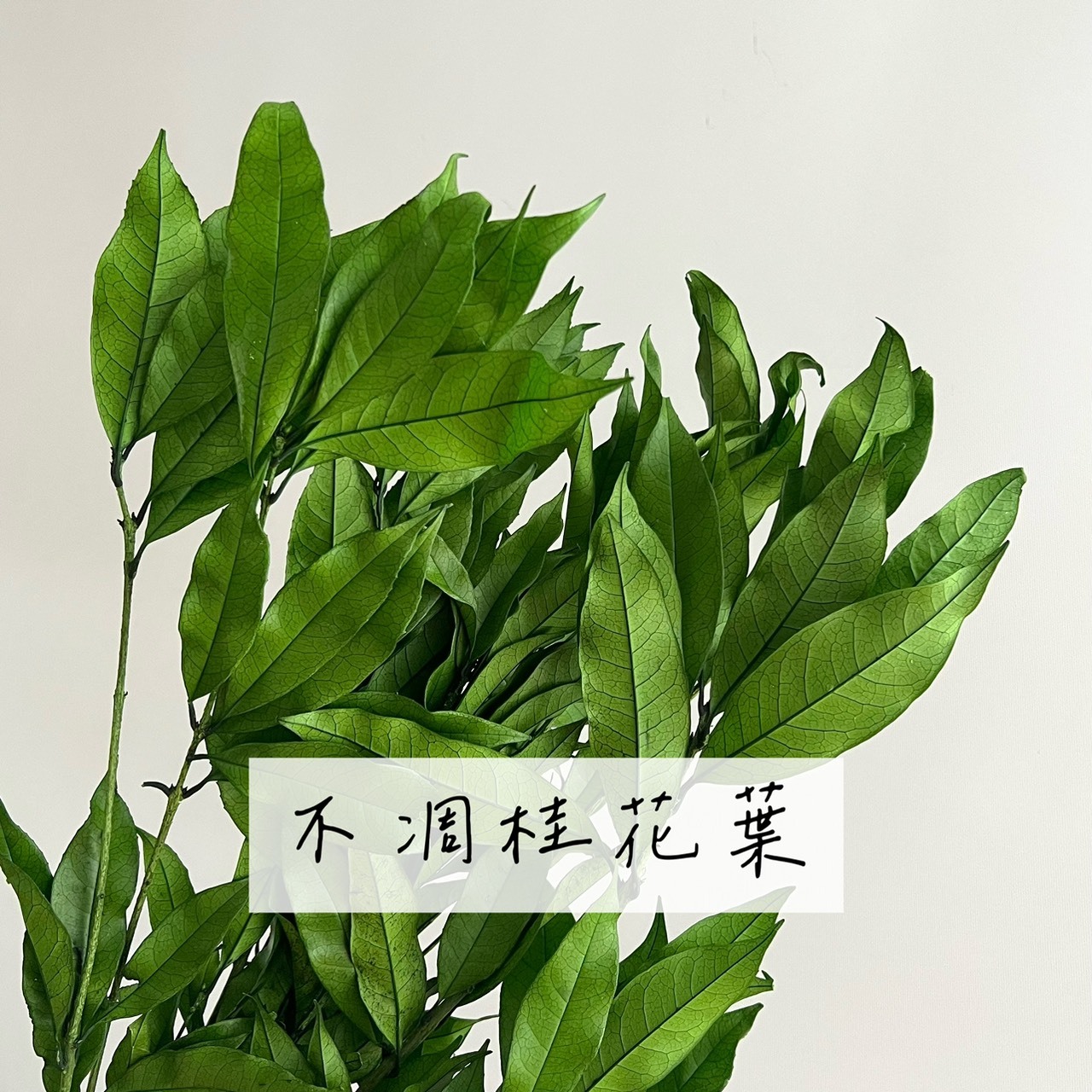 不凋桂花葉
