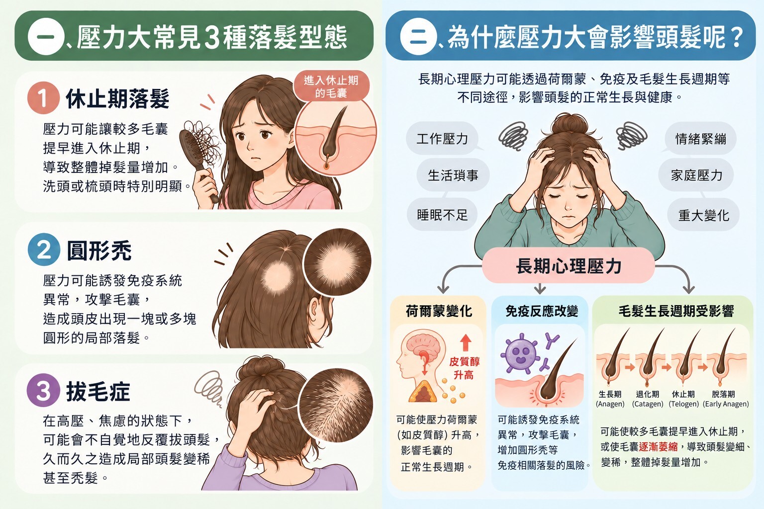 本蘊,壓力大,工作,頭髮,掉髮,落髮,休止期,圓形禿,拔毛症,睡眠,失眠,壓力,家庭,賀爾蒙,免疫,雄性禿