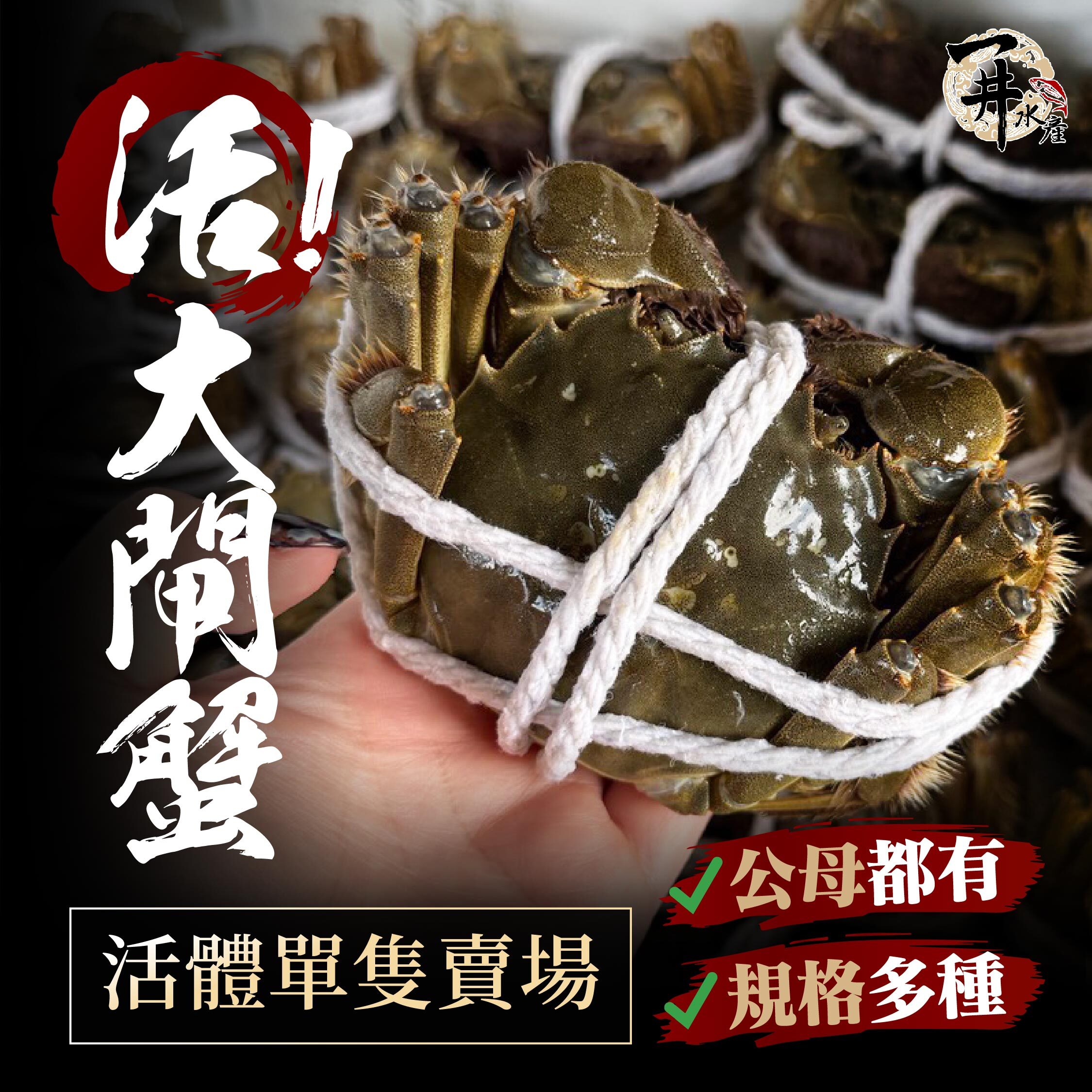 【活體單隻】大閘蟹｜公蟹・母蟹 ⚠️請單獨下單，勿加冷凍品⚠️