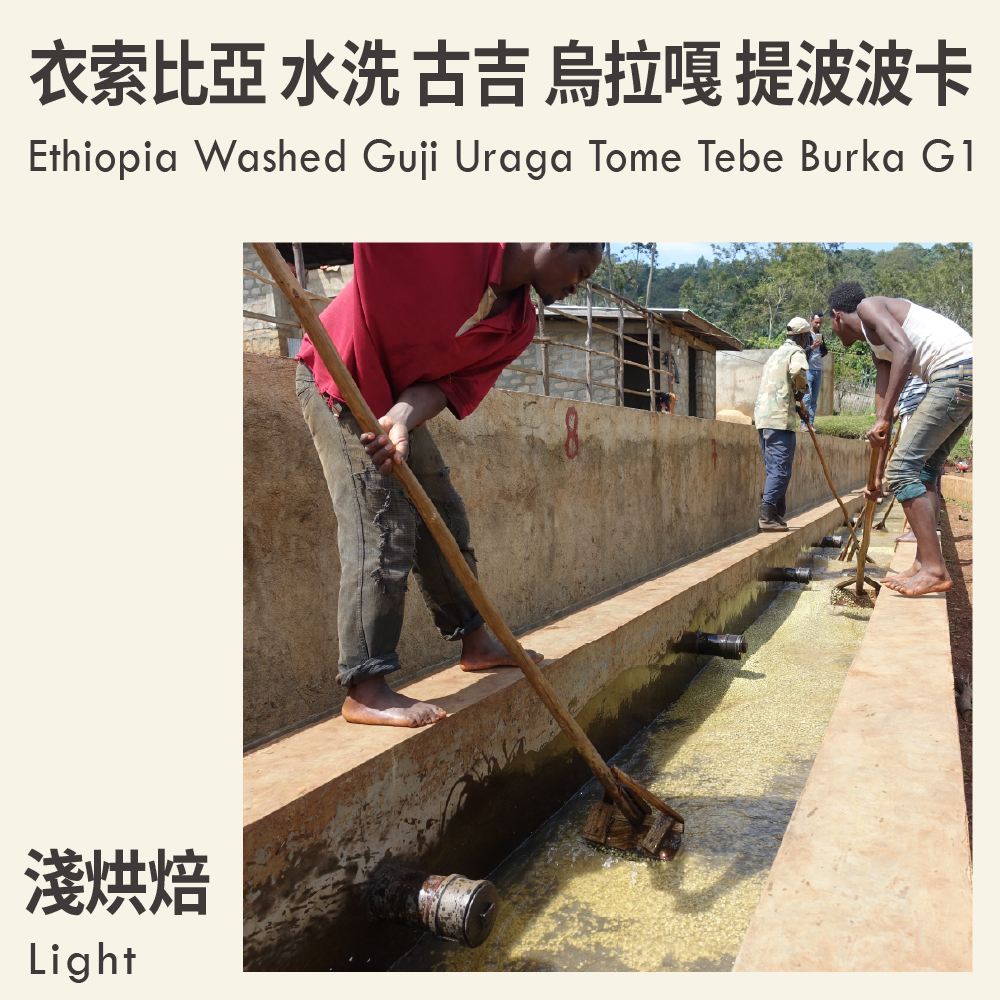 衣索比亞 水洗 古吉 烏拉嘎 提波波卡 G1