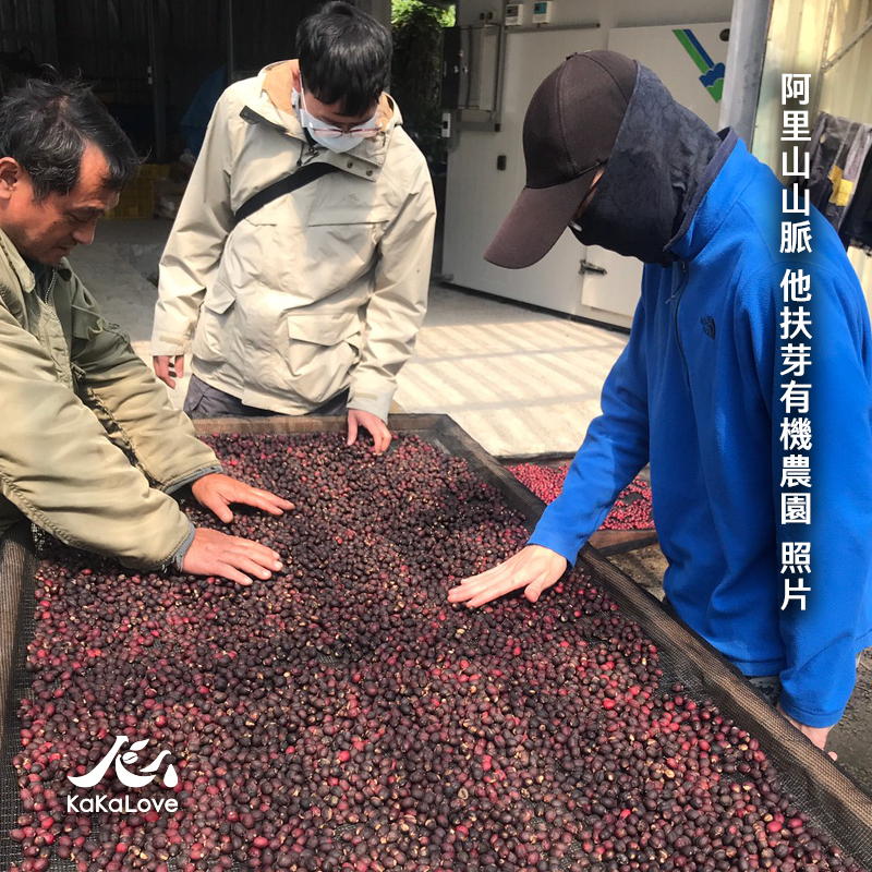 [2026 BoC 精選豆] 台灣 日曬 阿里山山脈 特富野 他扶芽有機農園 鐵比卡+SL34　0.25磅