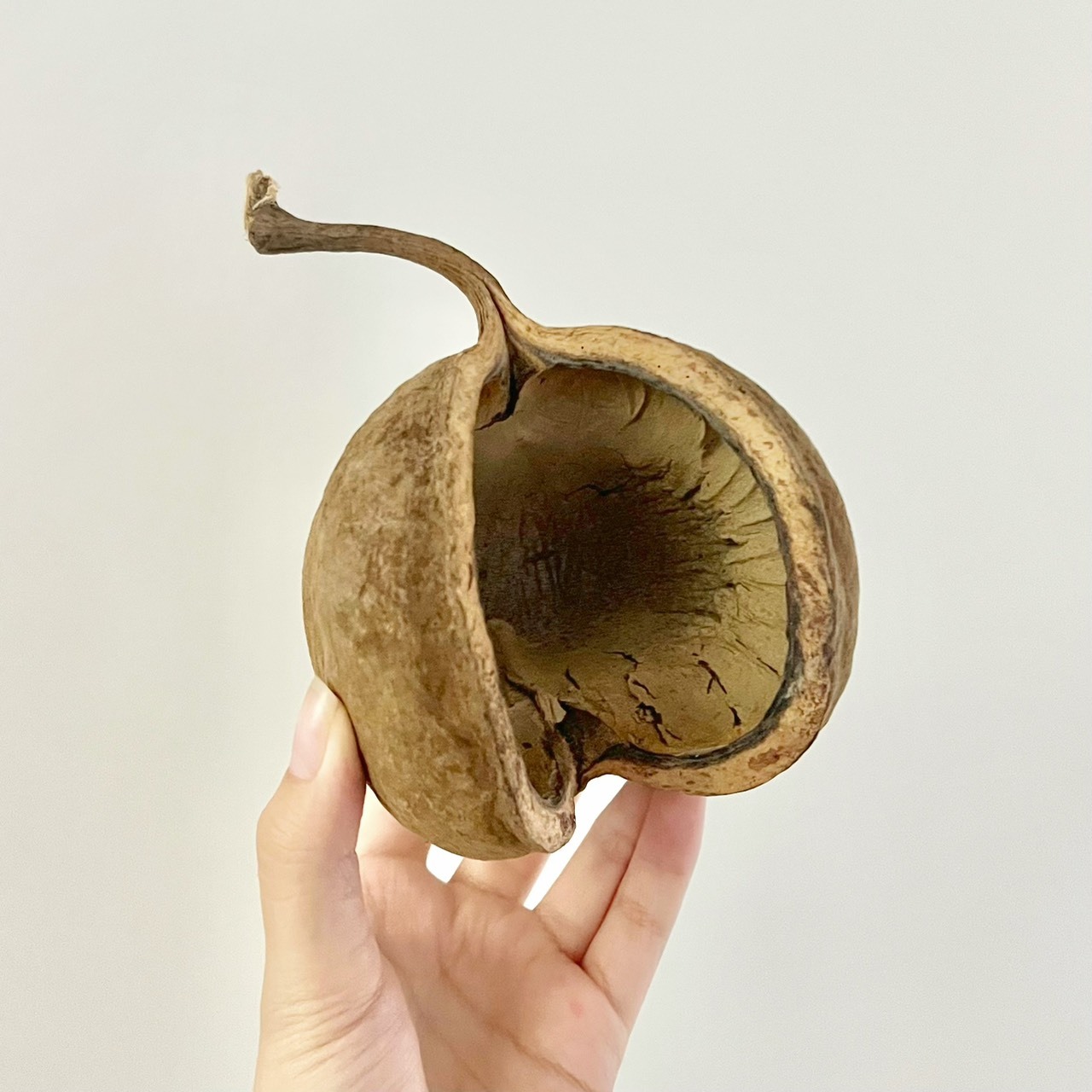 乾燥翅萍婆果(單顆)