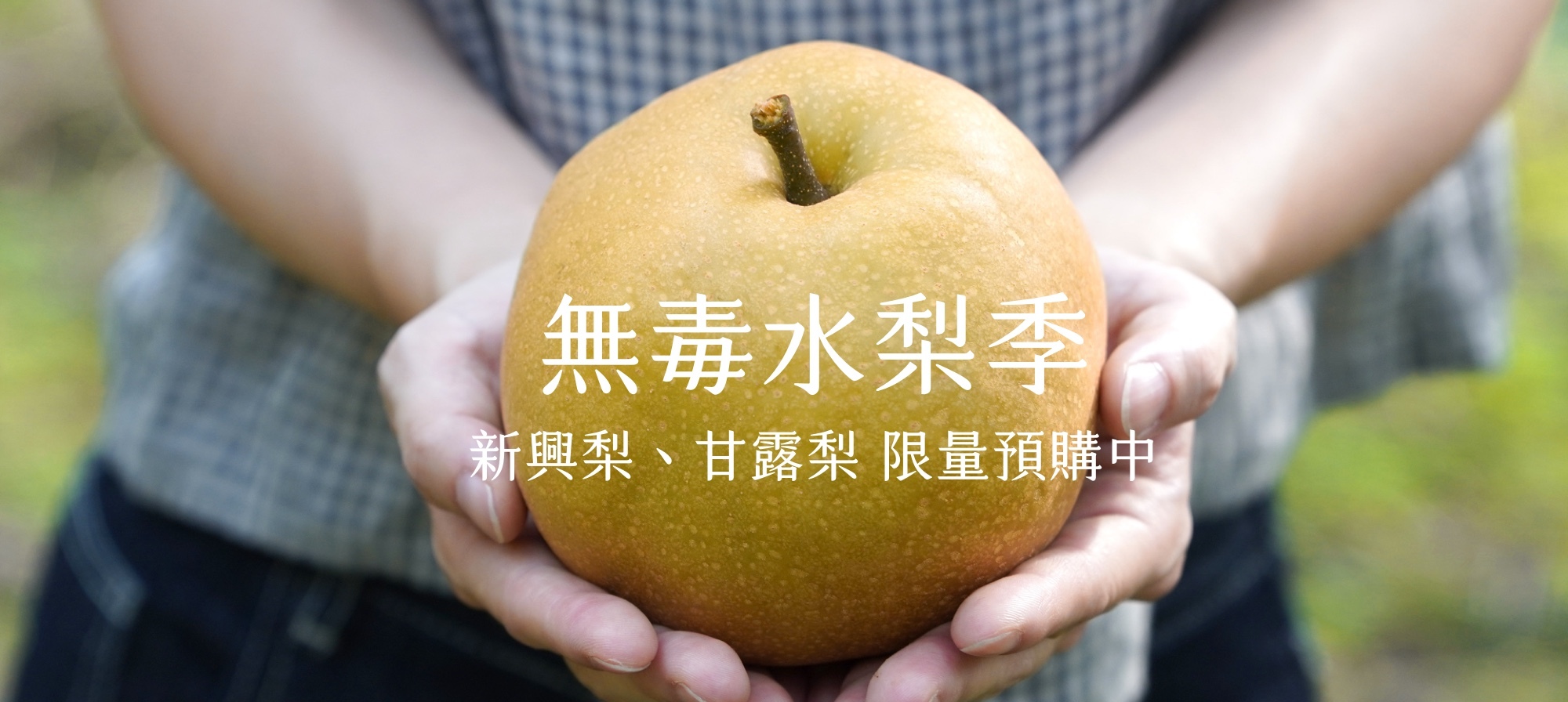 新興梨,高接梨,