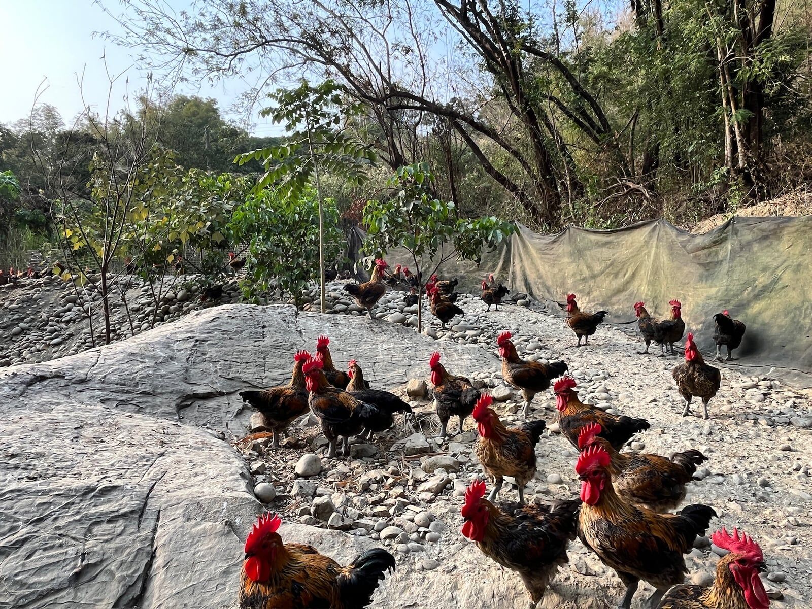 雞隻分散在岩石與樹林旁活動