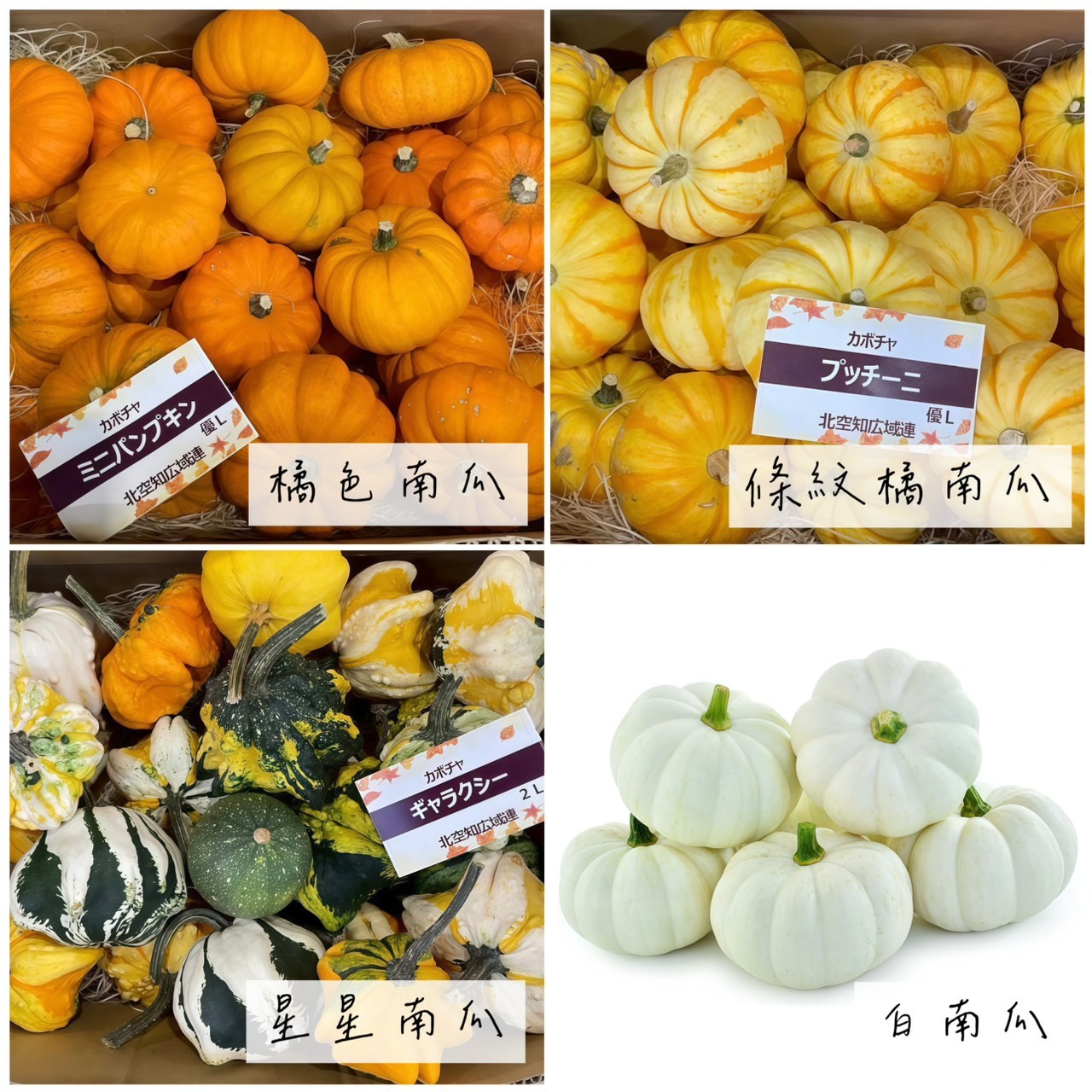 新鮮裝飾南瓜單入(不可食用)