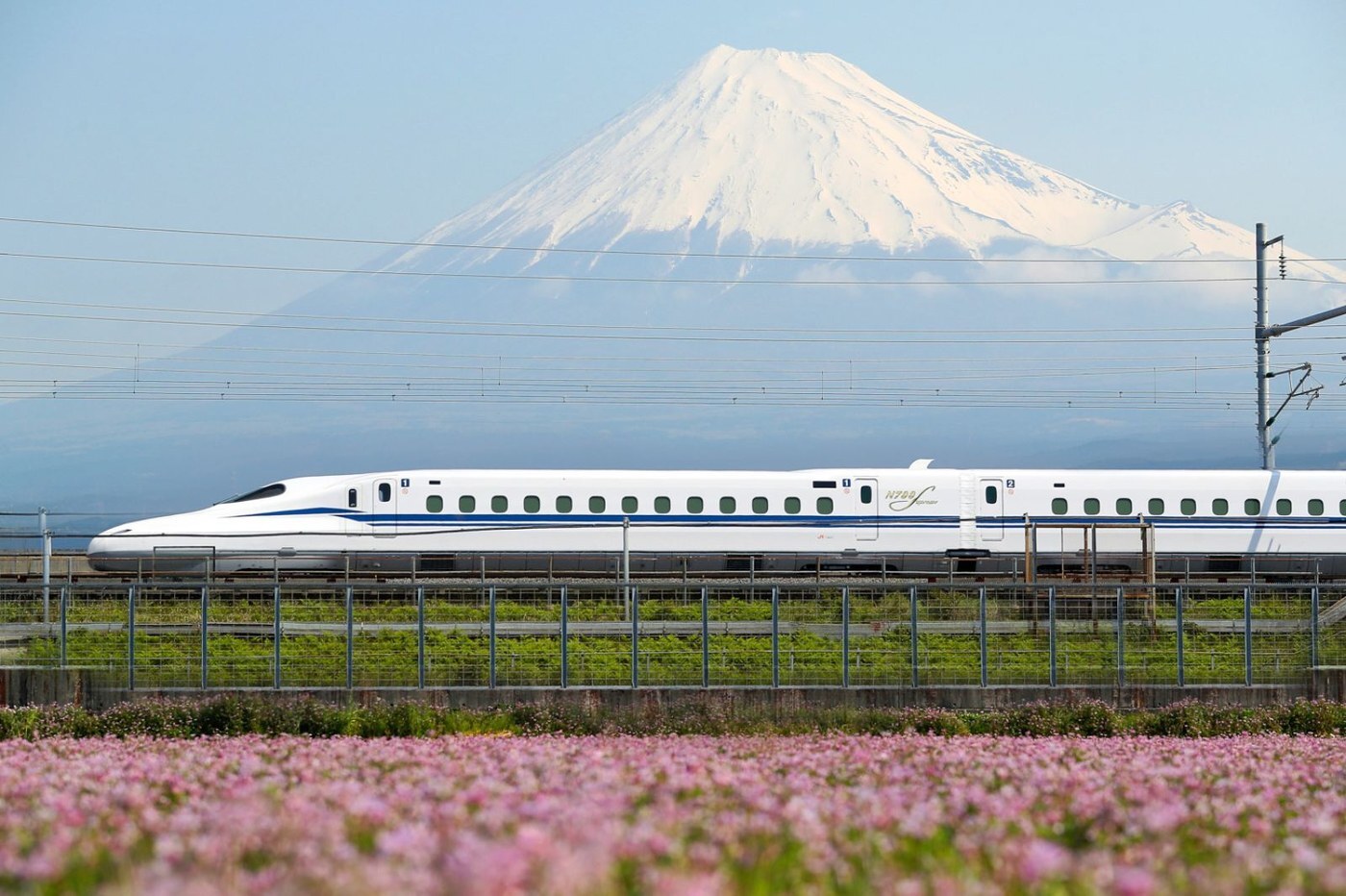 新幹線列車駛過富士山下的花田