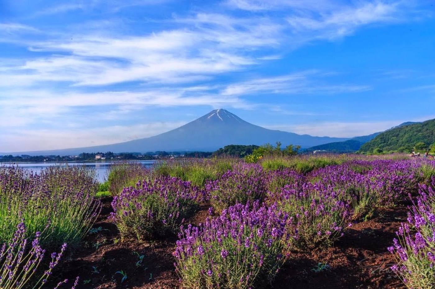 河口湖畔薰衣草田遠眺富士山