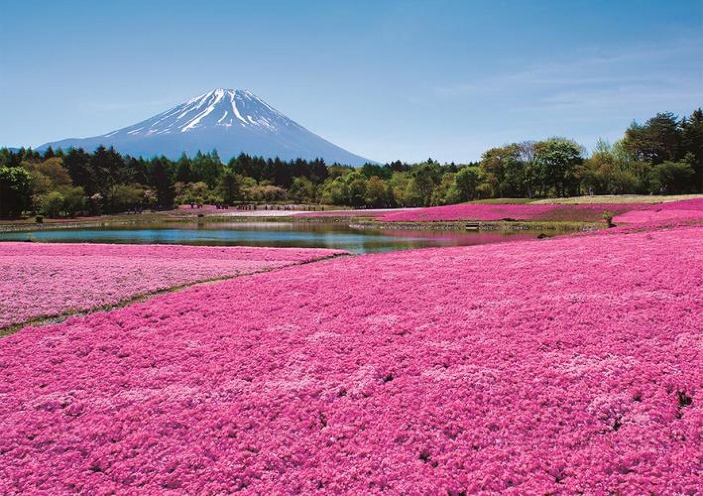 富士山下的芝櫻花海