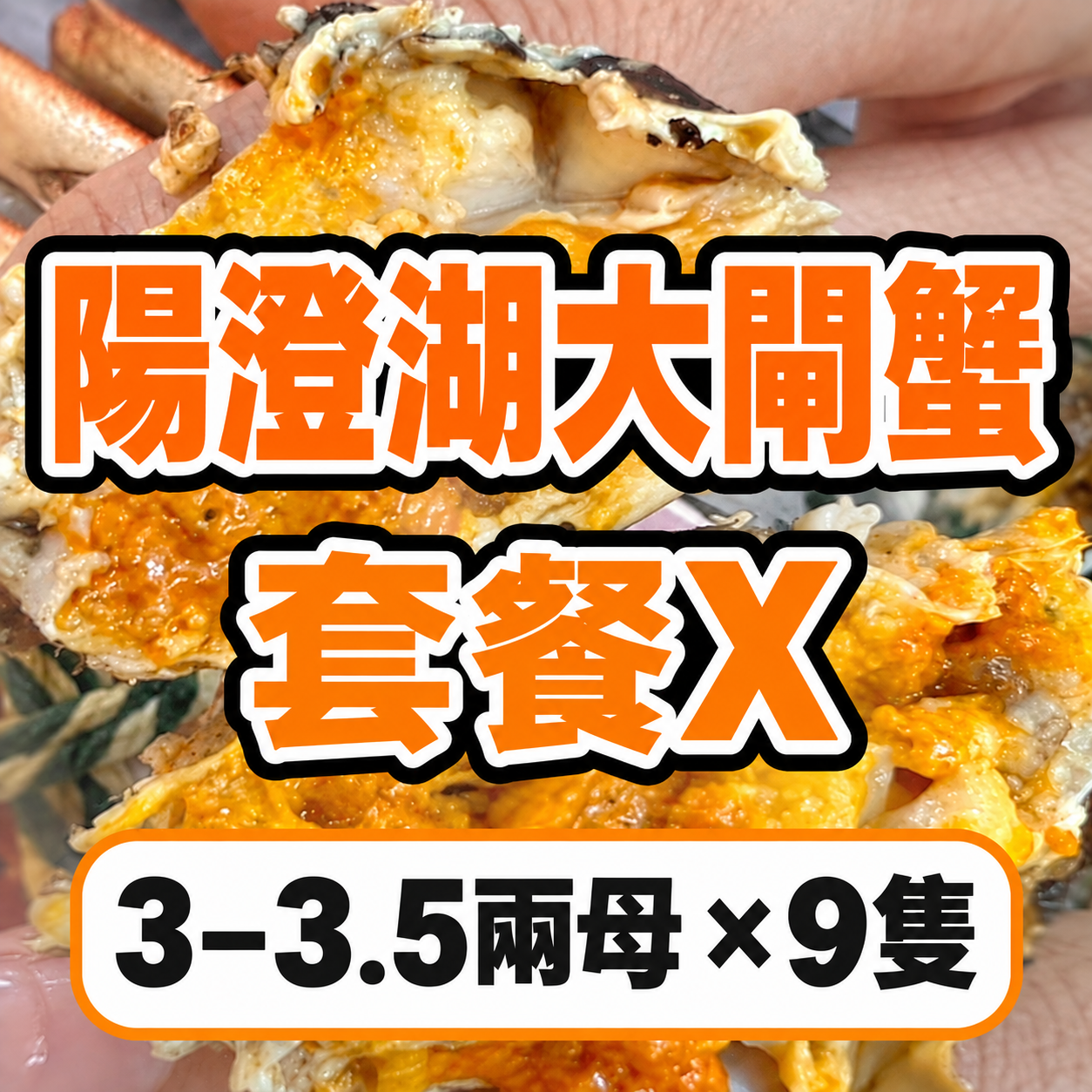 FE027 陽澄湖大閘蟹 套餐X 3–3.5兩母 × 9隻