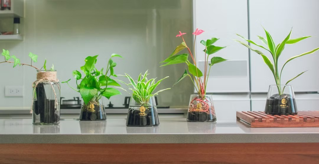 水耕炭植栽｜把一小片森林帶進生活