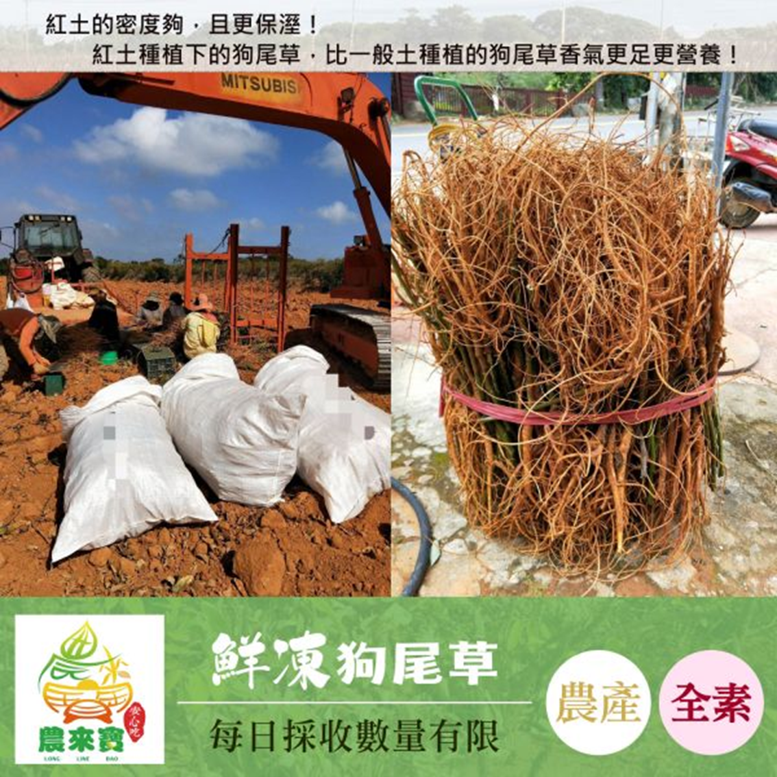 (團購)農來寶|狗尾草(11/12到貨)