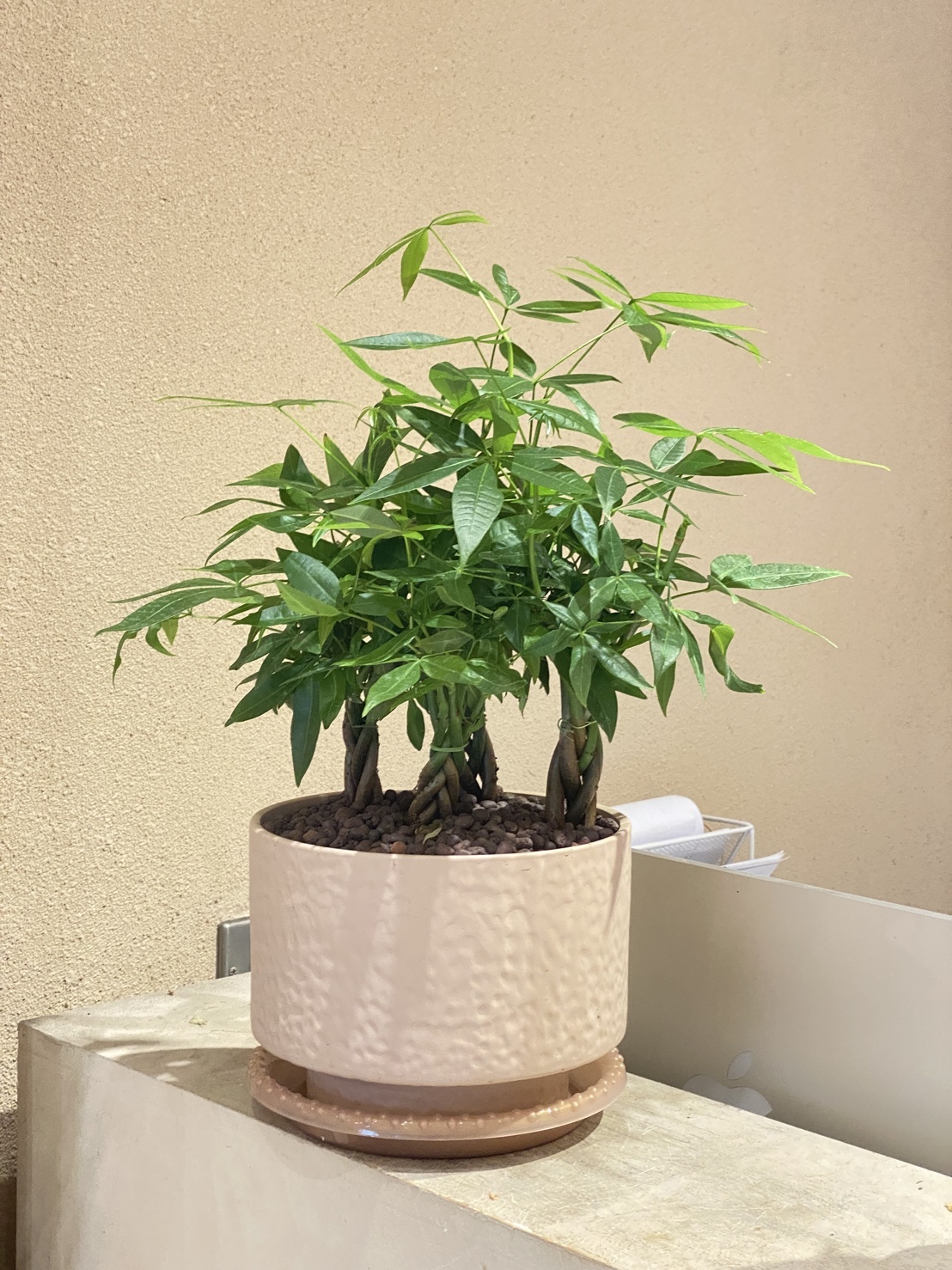 馬拉巴栗（發財樹）
