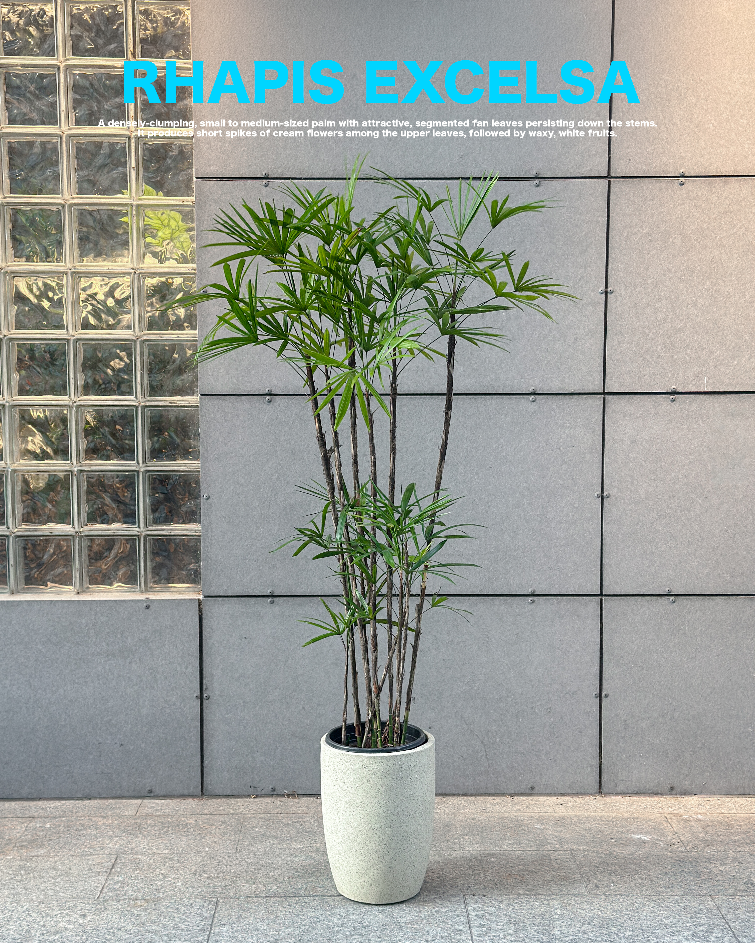 Rhapis multifida — 細裂掌葉的優雅棕櫚
