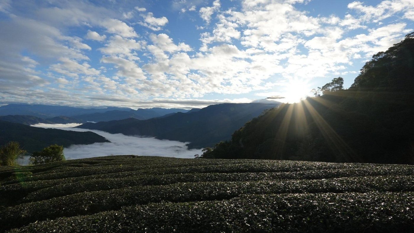 茶園山坡晨曦日出景色