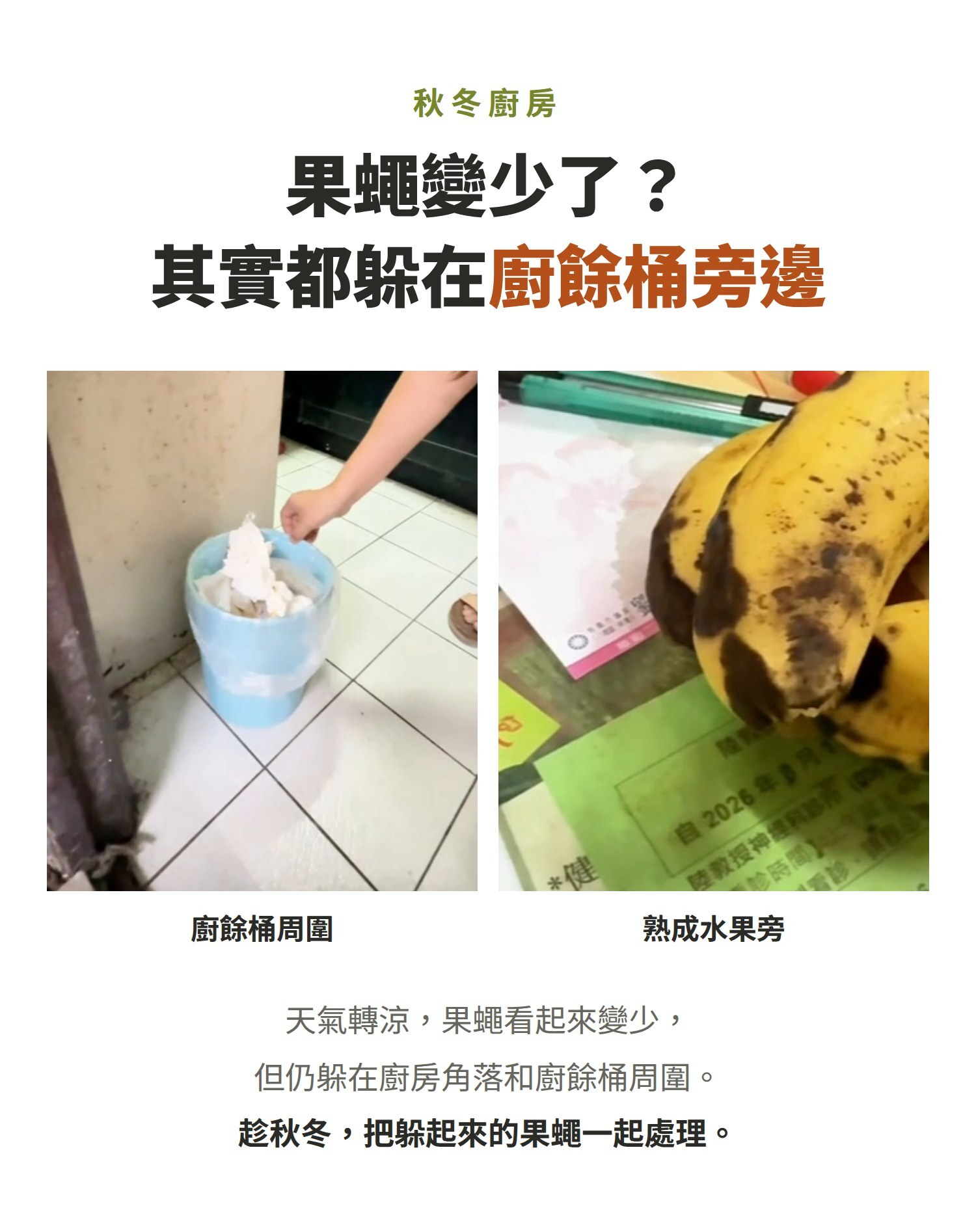 秋冬果蠅躲在廚餘桶旁