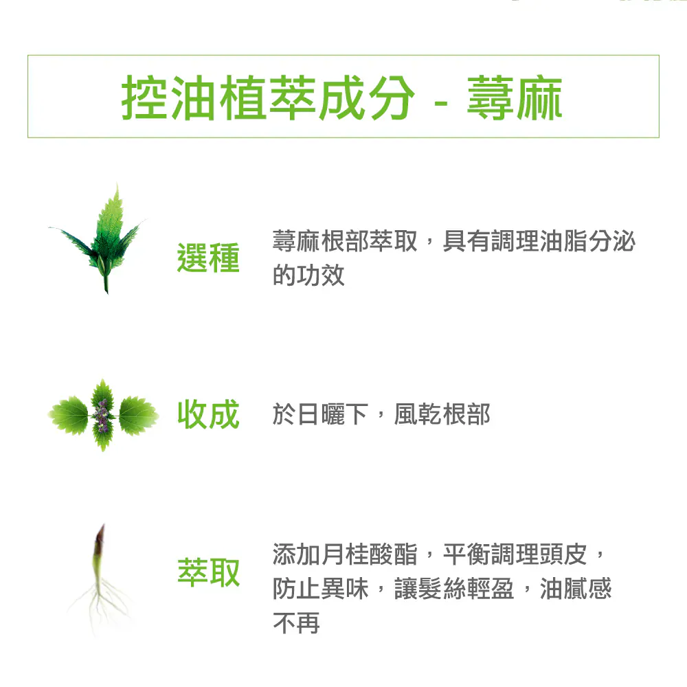 KLORANE 蔻蘿蘭控油洗髮精植萃成分說明 - 嚴選蕁麻根部風乾萃取，添加月桂酸酯平衡調理頭皮油脂