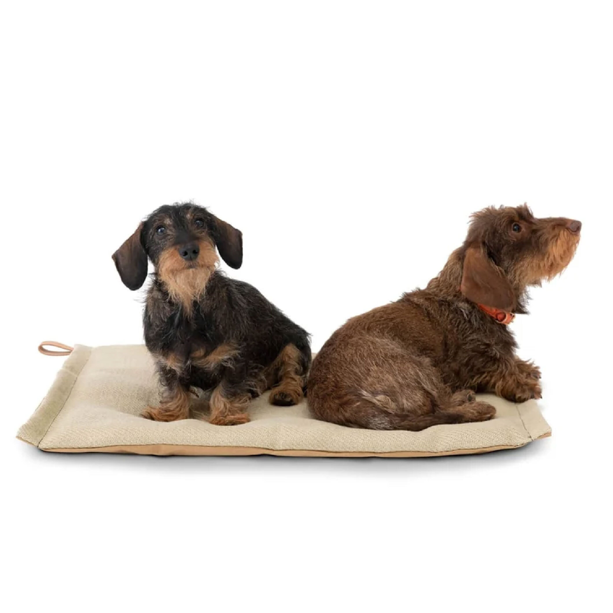 2.8 Design for Dogs - Ricahrd 薄寵物墊 - L