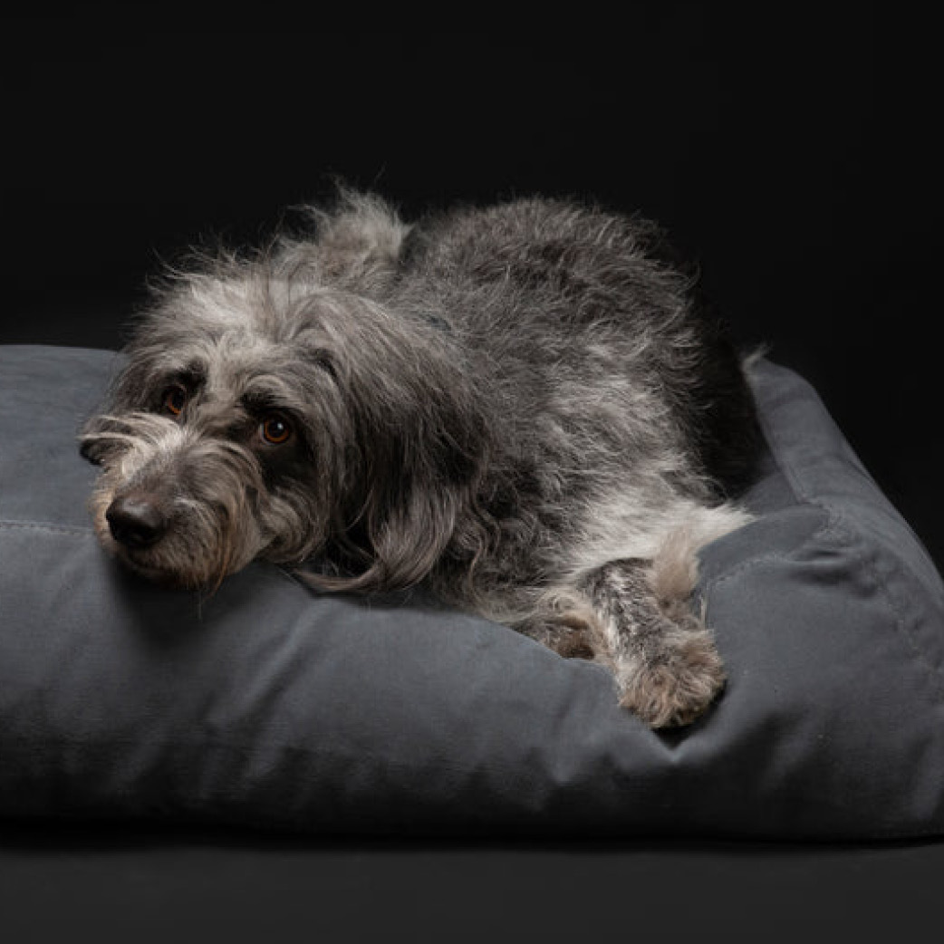 2.8 Design for Dogs - Yousuf 方形寵物床 黑 - L
