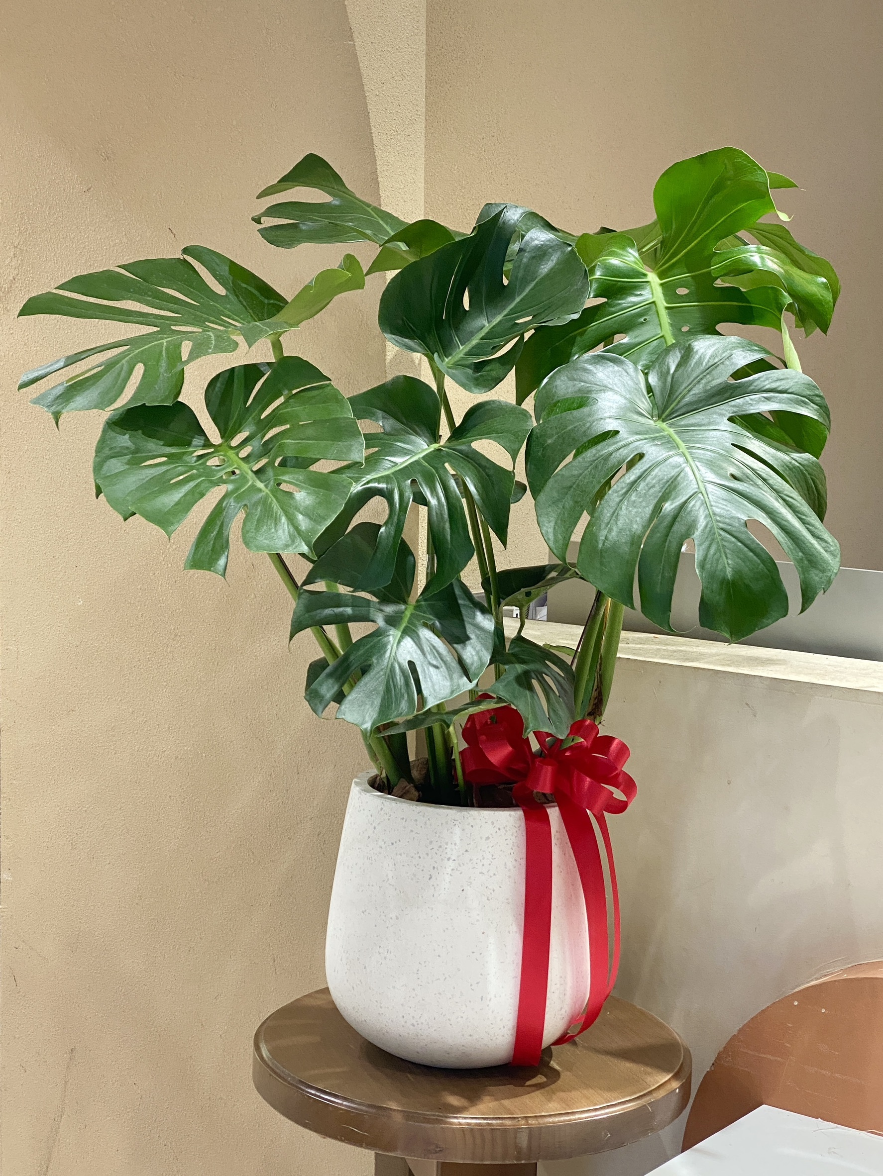 【現貨】龜背芋植栽-15