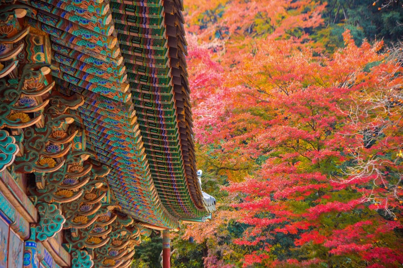 傳統建築飛簷配紅葉背景