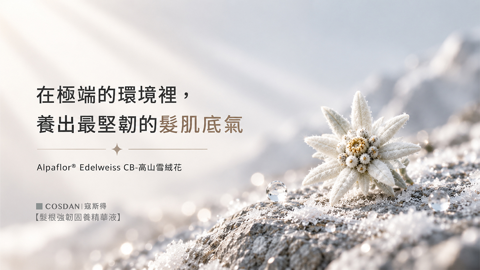 Alpaflor Edelweiss CB 高山雪絨花