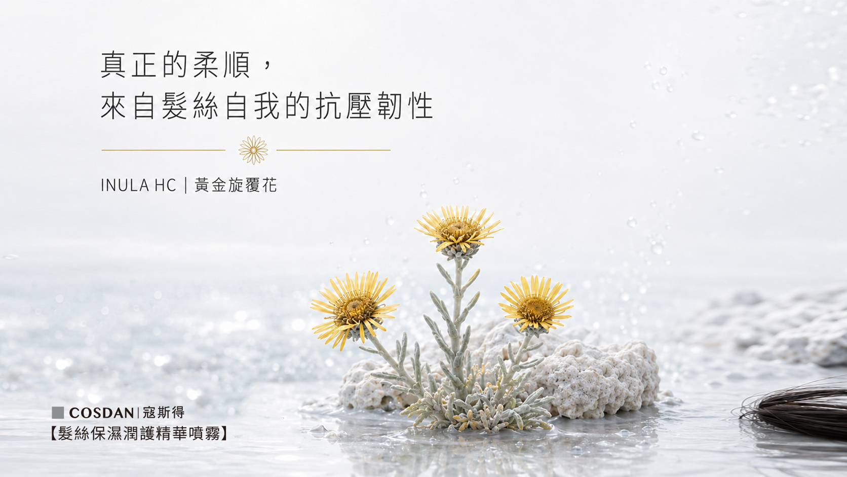 INULA HC 黃金旋覆花精萃
