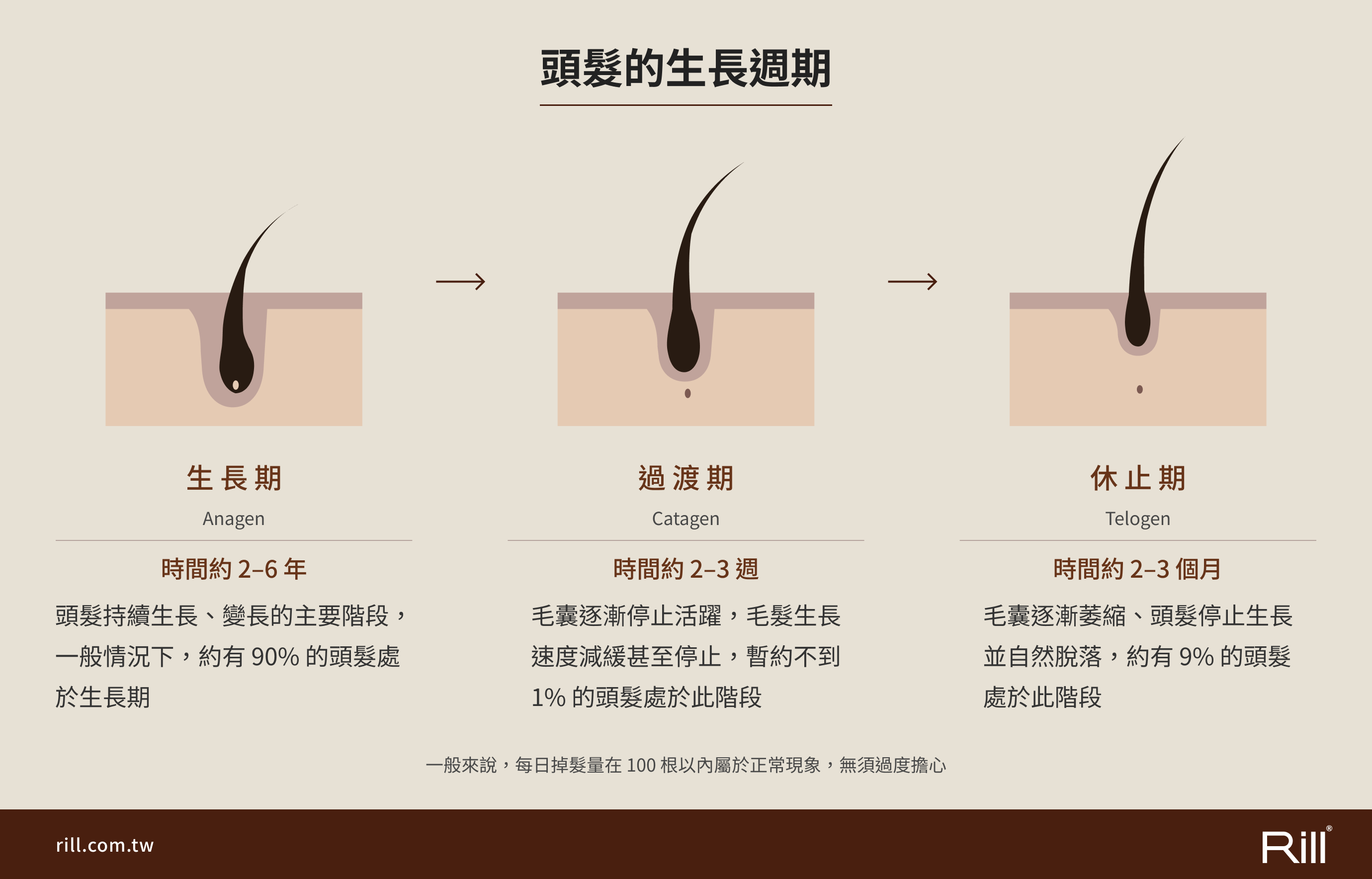 頭發的生長週期分為:生長期、過渡期、休止期