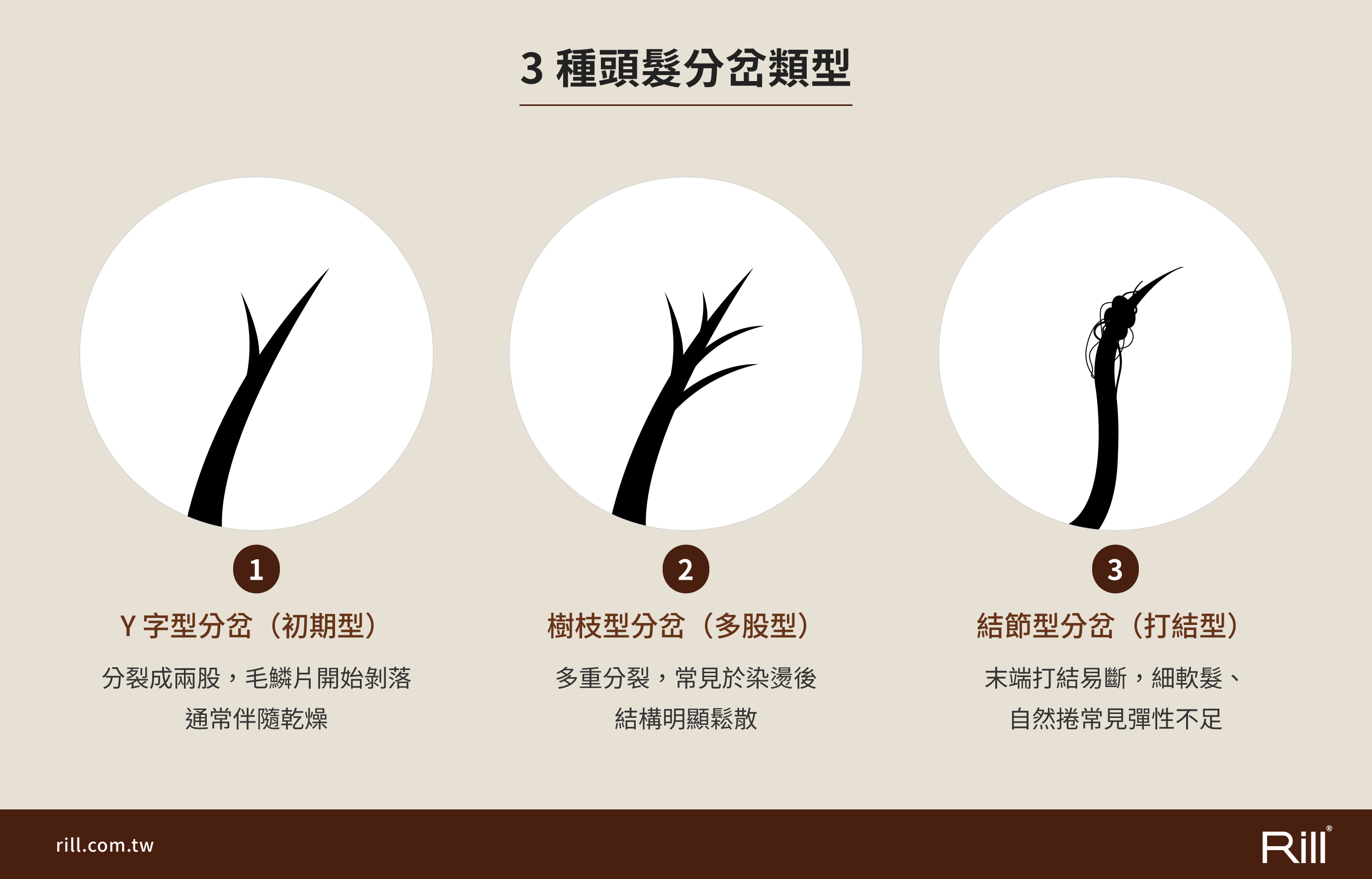頭髮分岔類型比較表