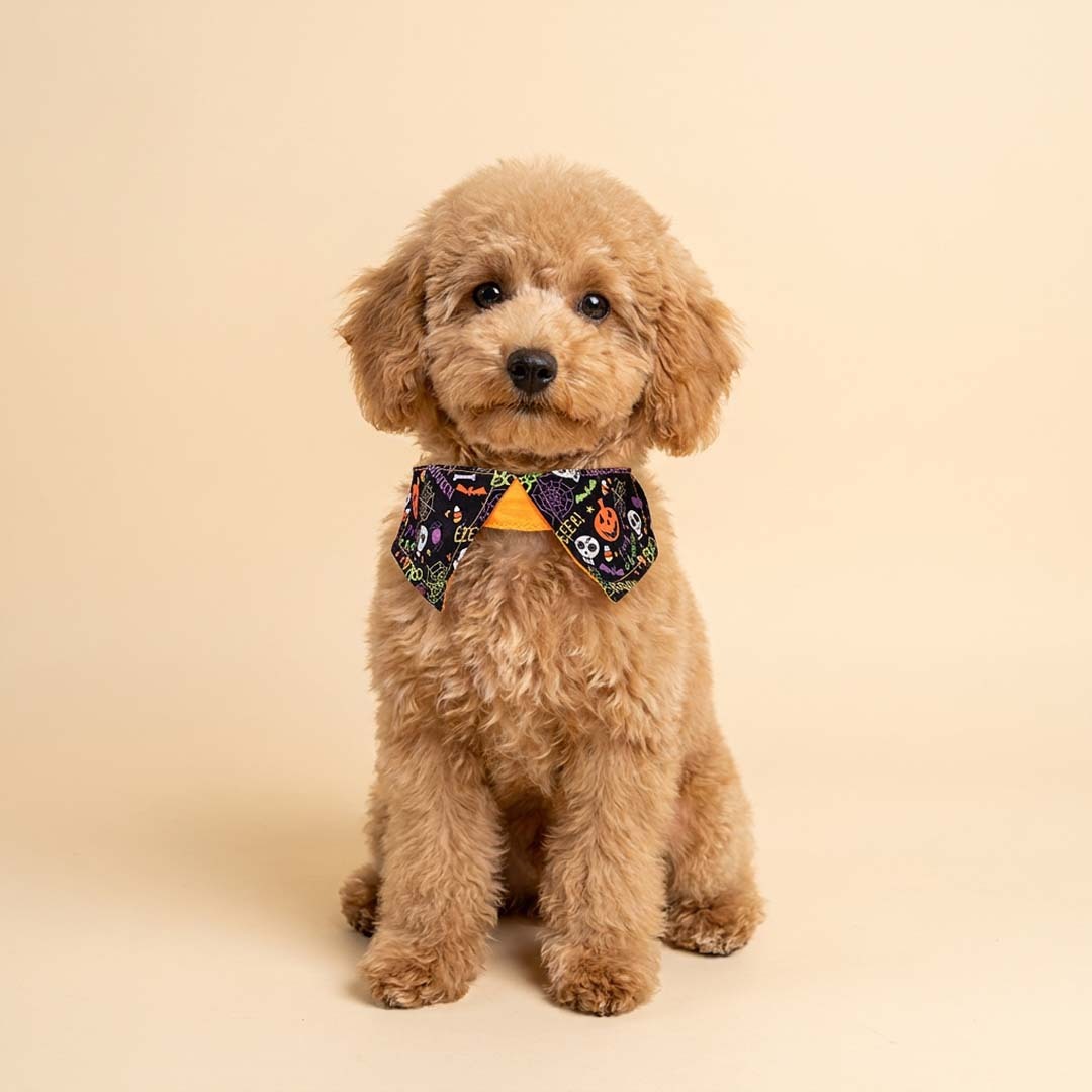 Halloween Collar (Black/Orange)