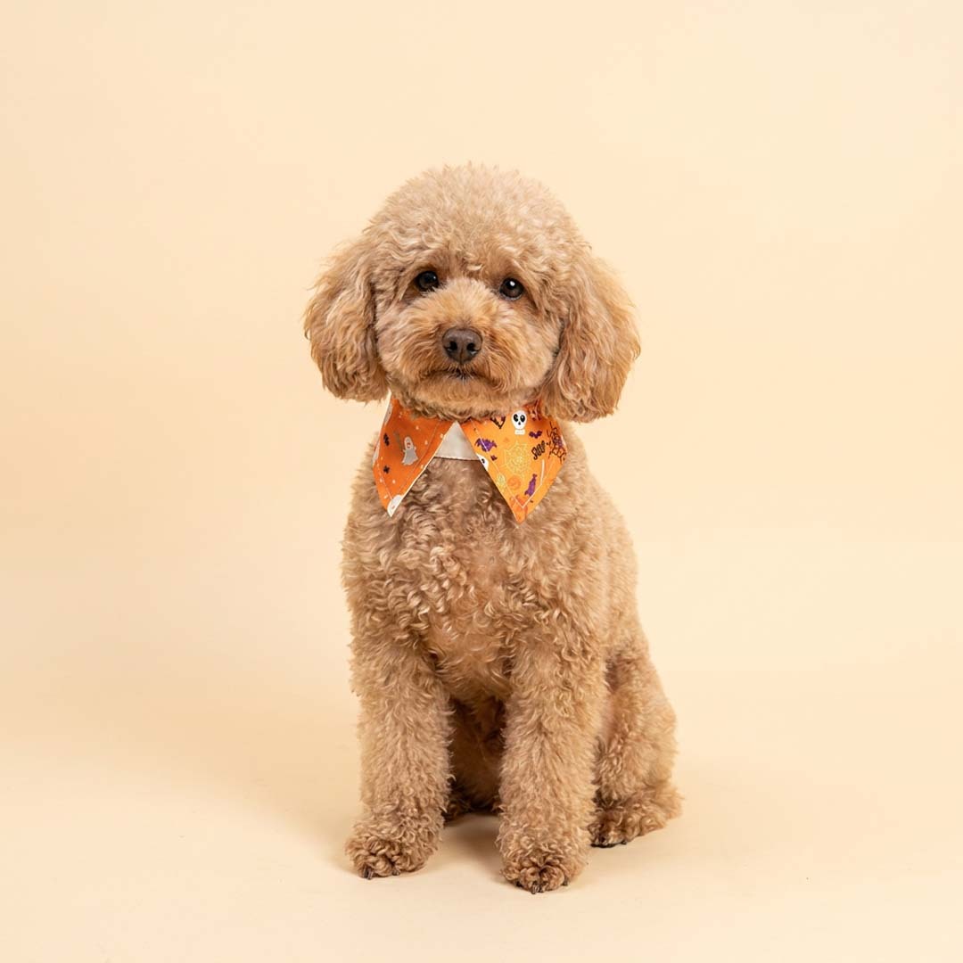 Halloween Collar (Orange/White)