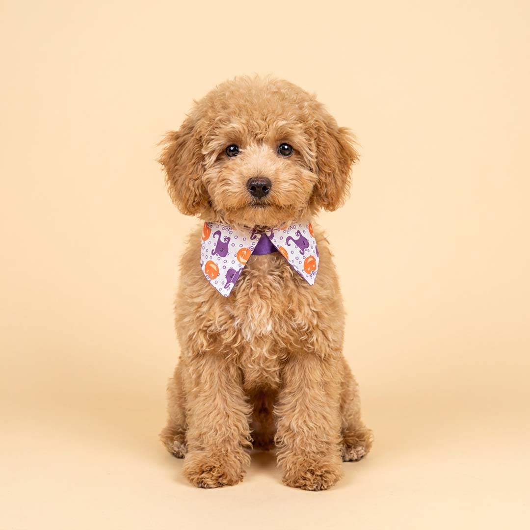 Halloween Collar (White/Purple)