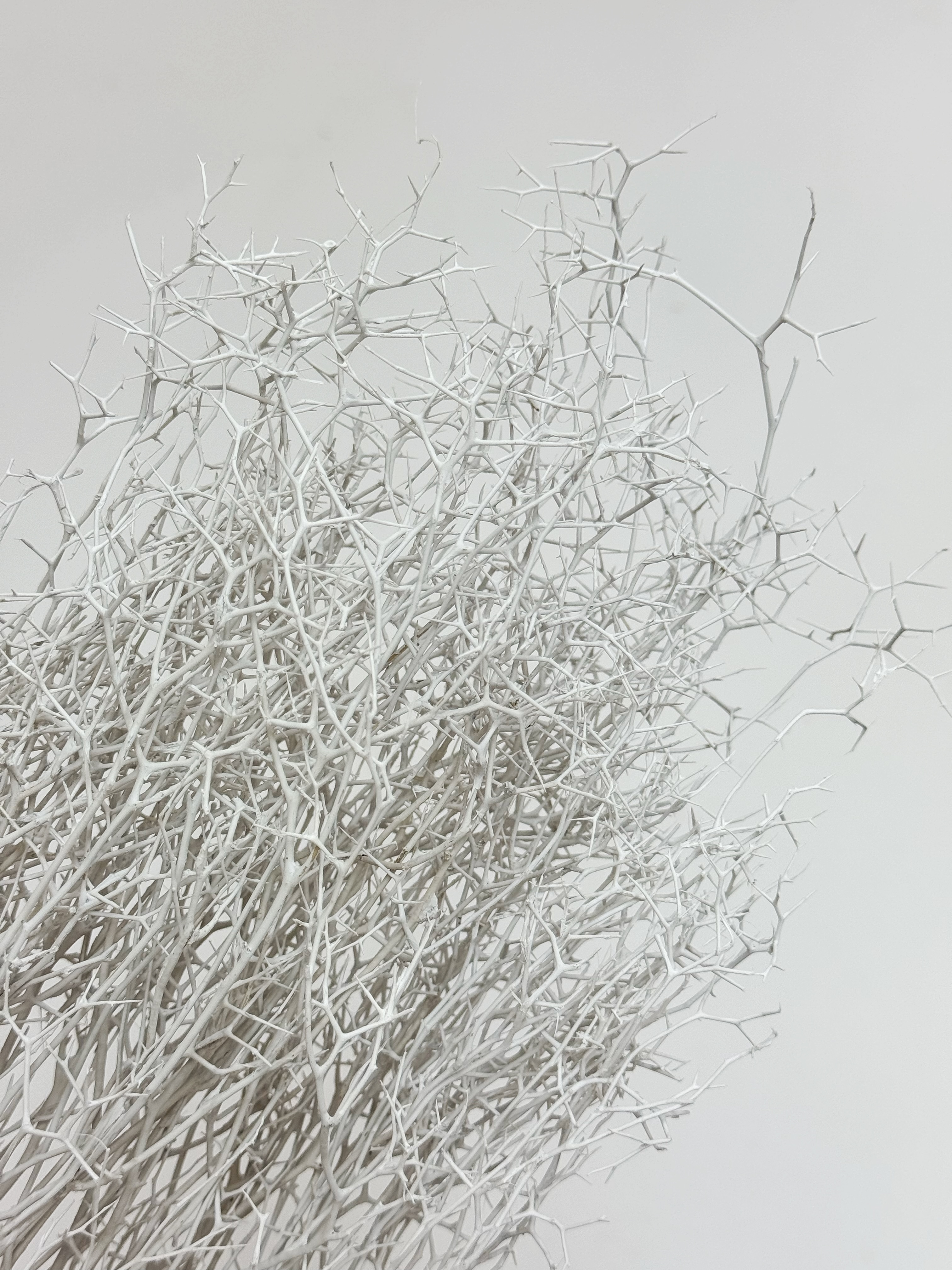 日本大地農園糙蘇枝條/雪花木