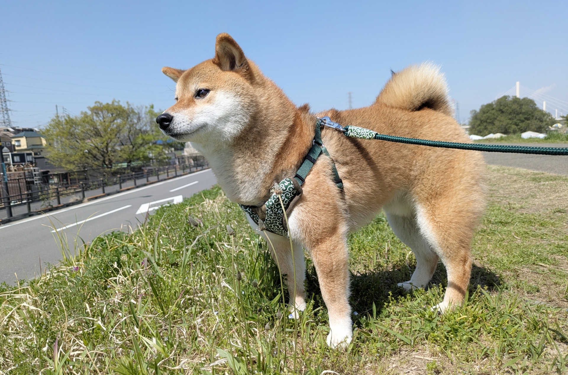 秋日散步的柴犬