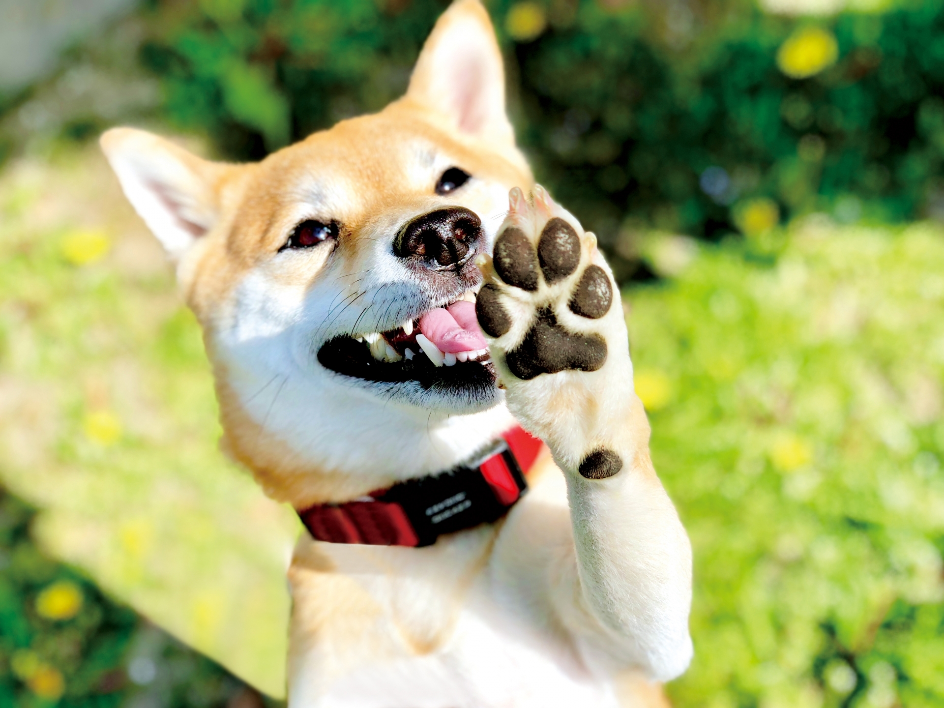 狗狗抬起腳掌