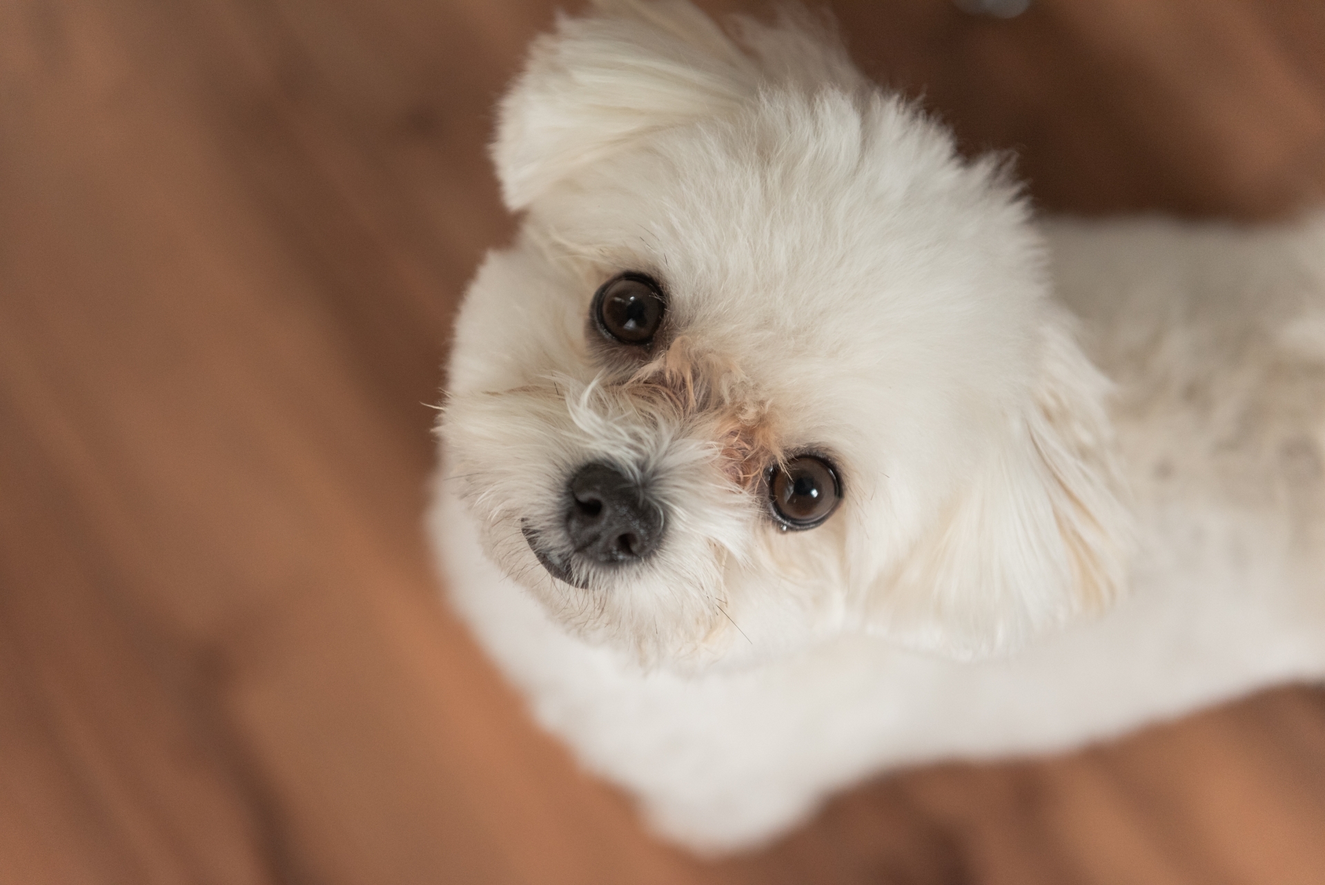 白色小型犬近照
