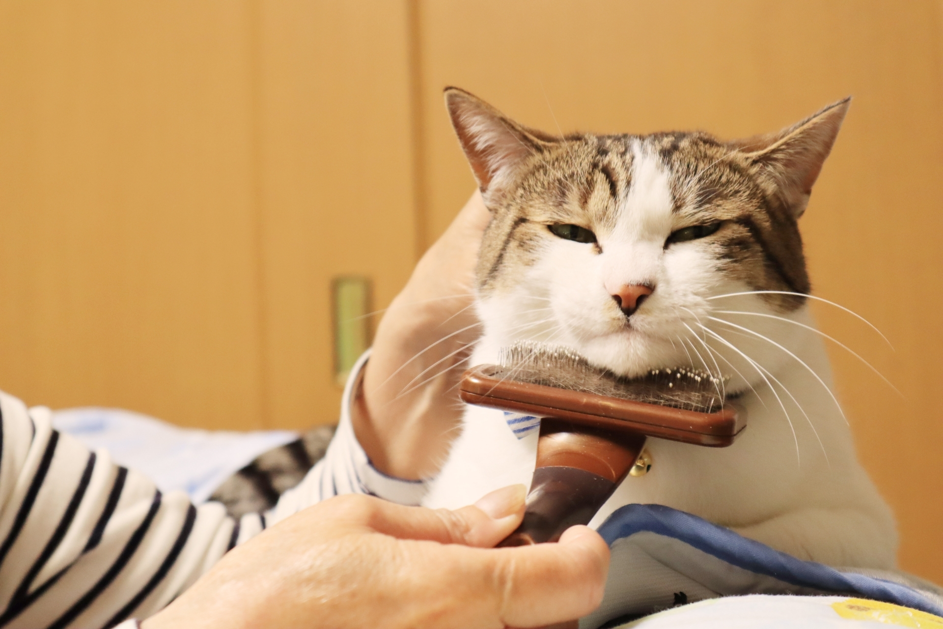 飼主替貓咪梳毛